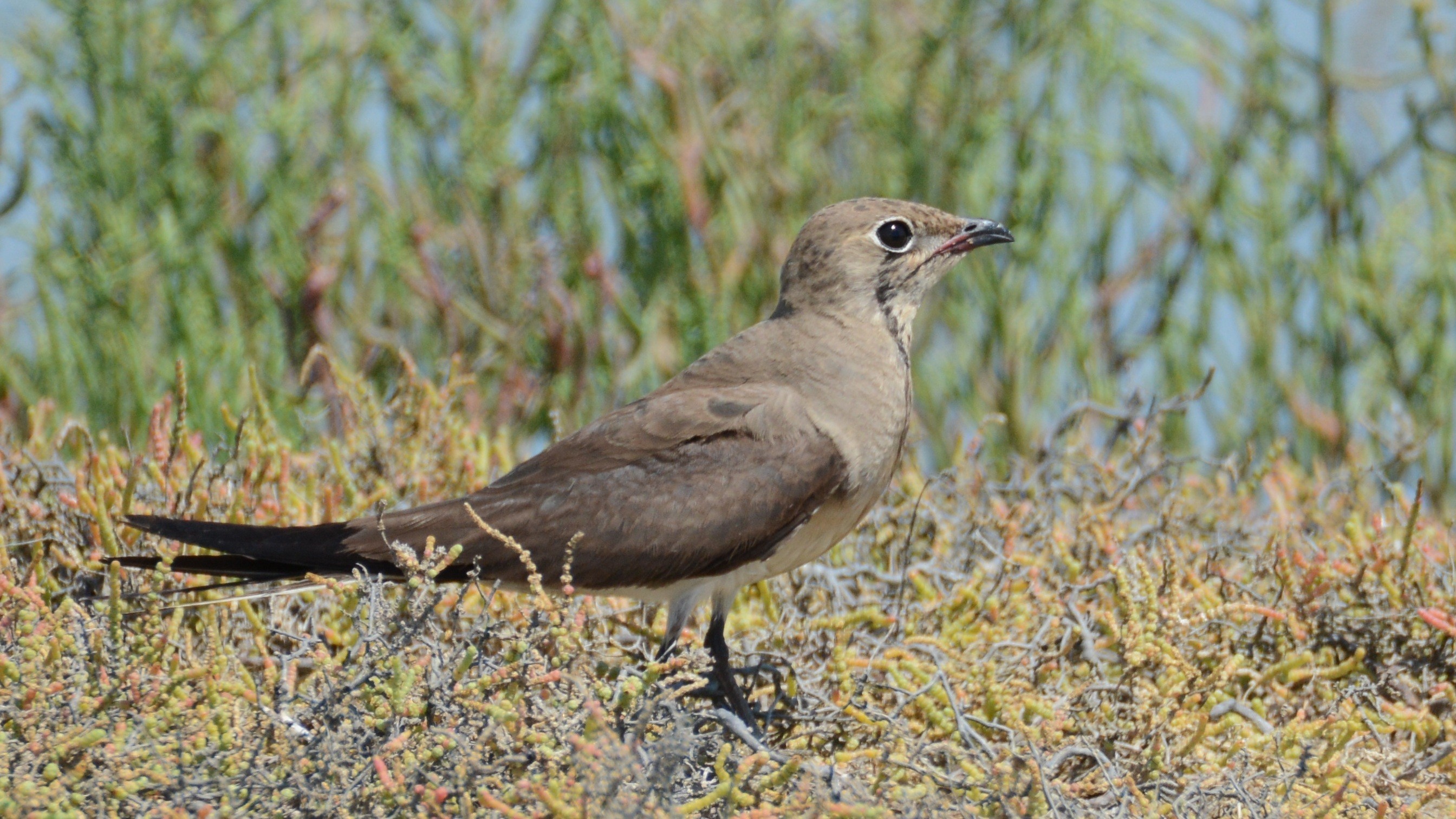 Collared Pratincole