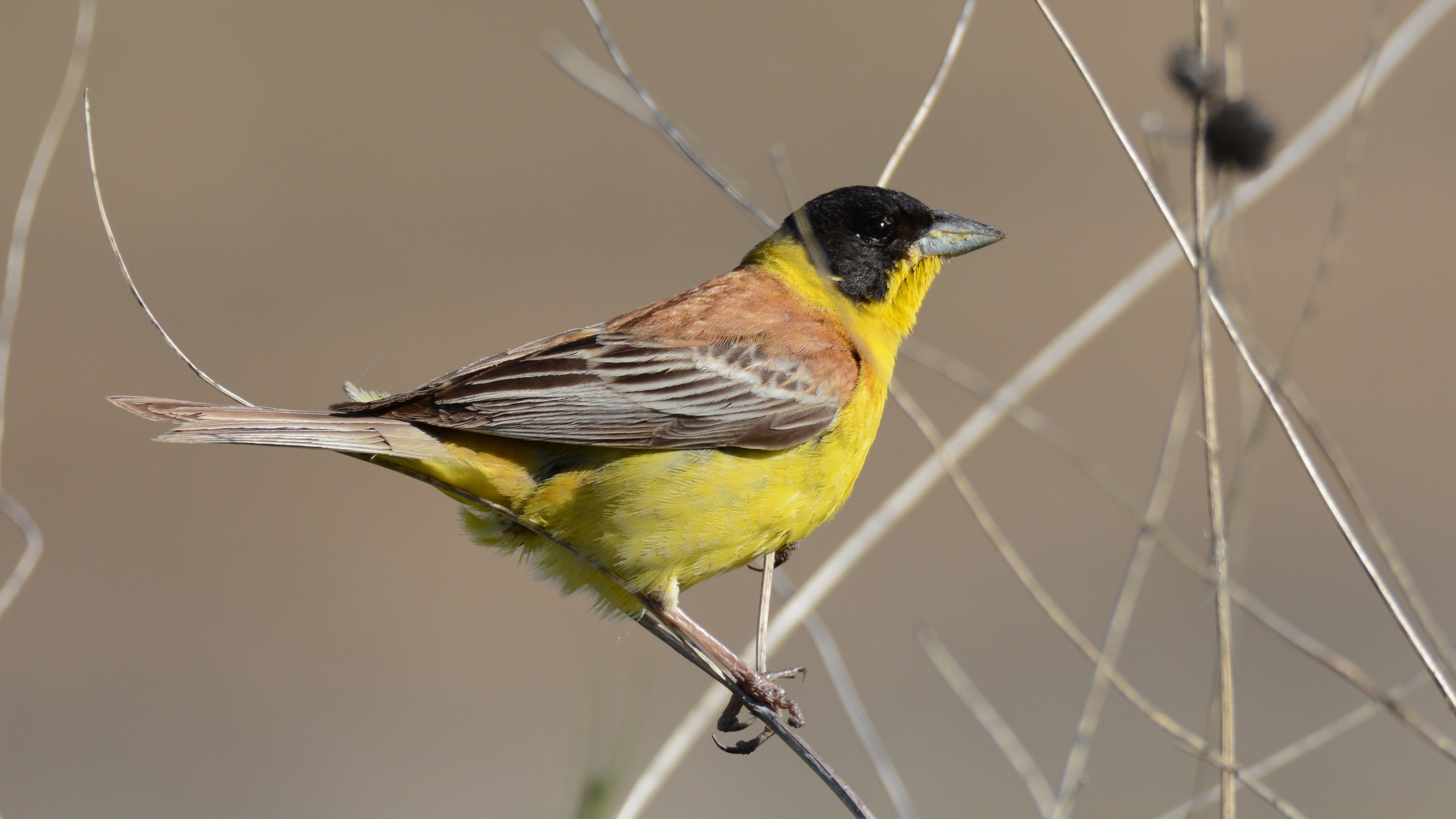 Black-headed Bunting