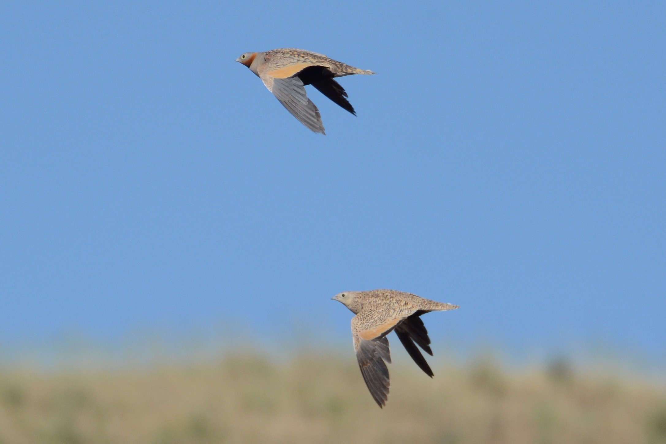 Black-bellied Sandgrouse