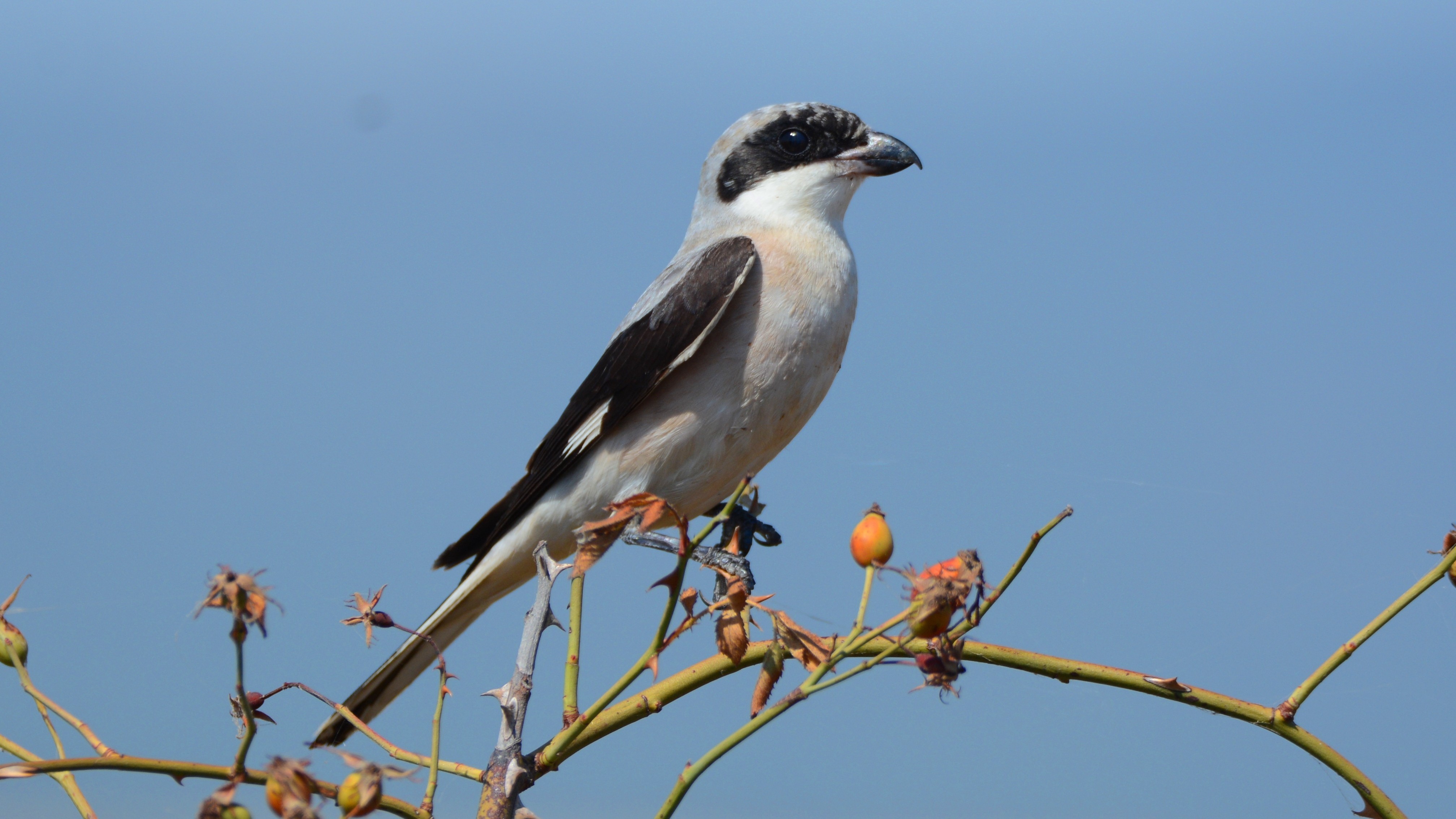 Lesser Gray Shrike