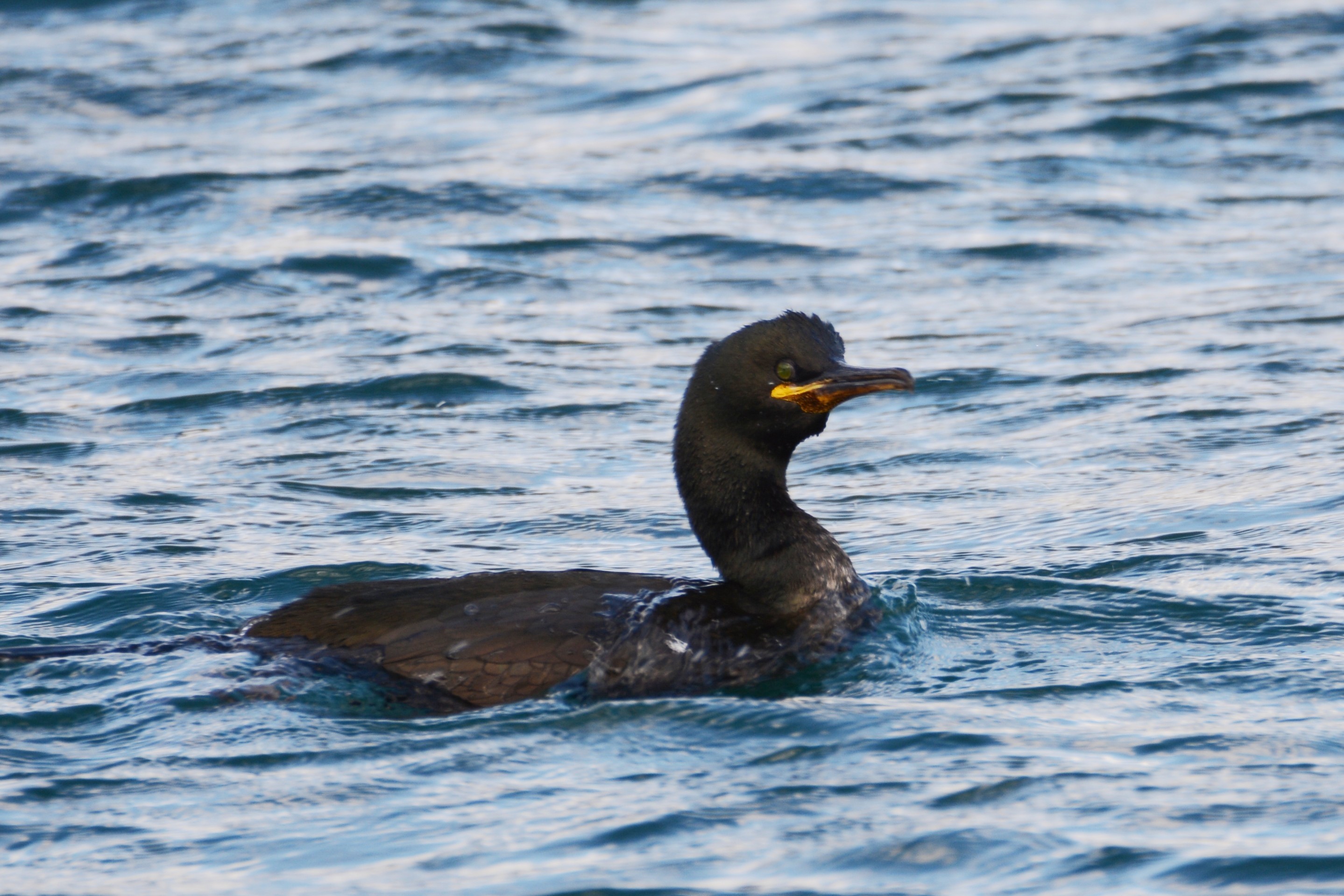 European Shag