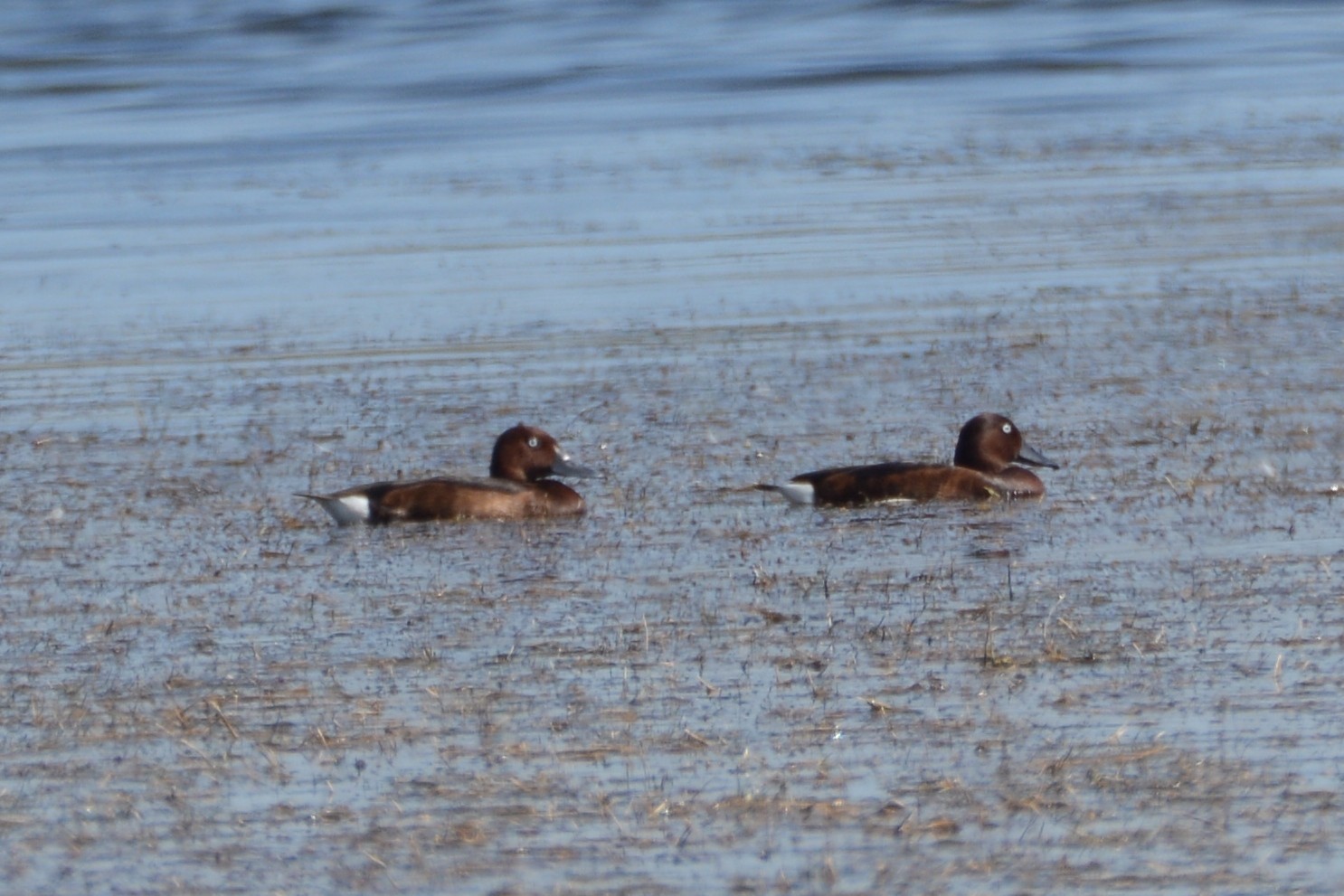 Ferruginous Duck — Ana fotoğraf