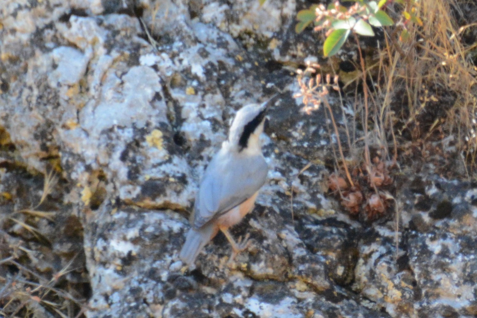 Eastern Rock Nuthatch