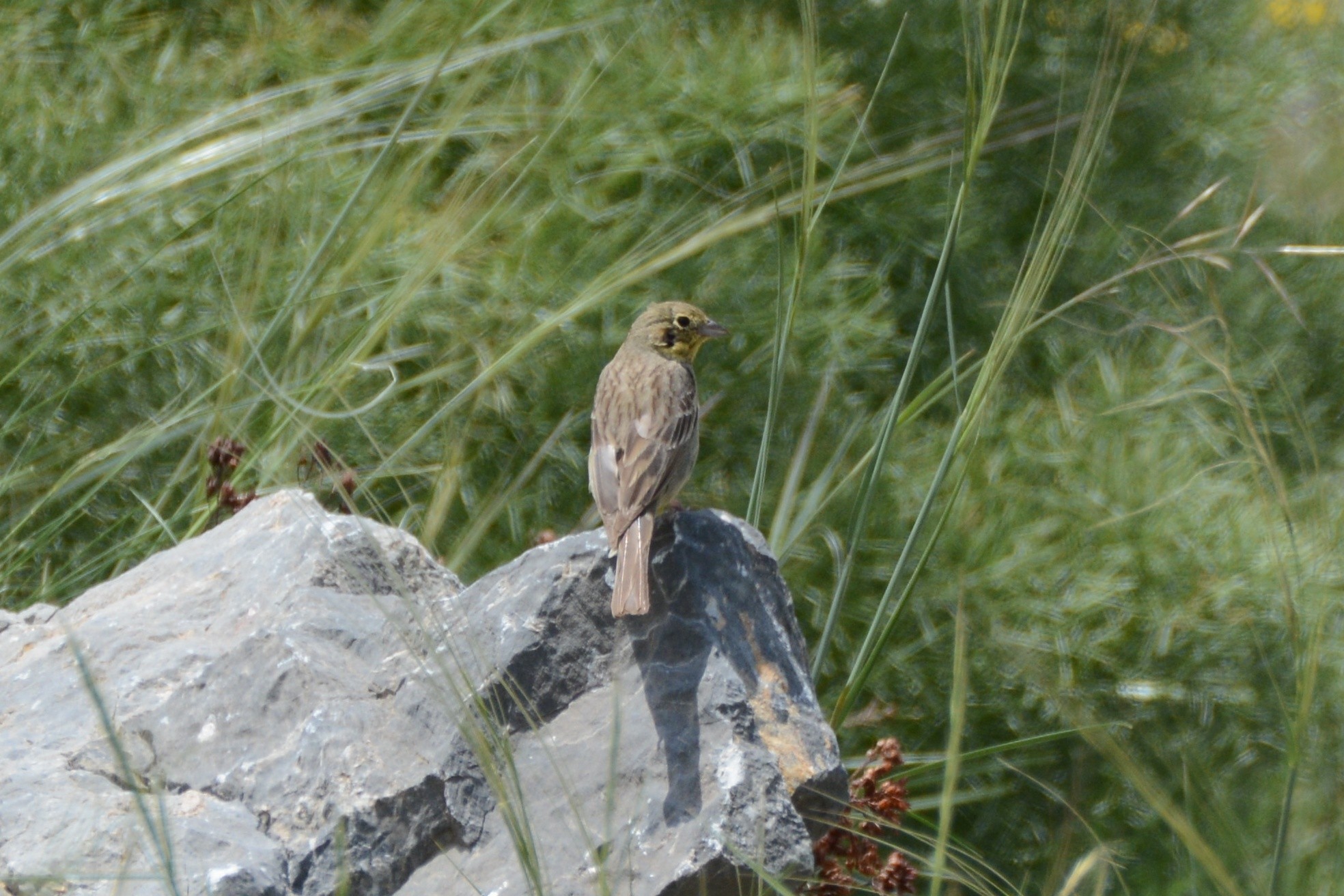 Cinereous Bunting