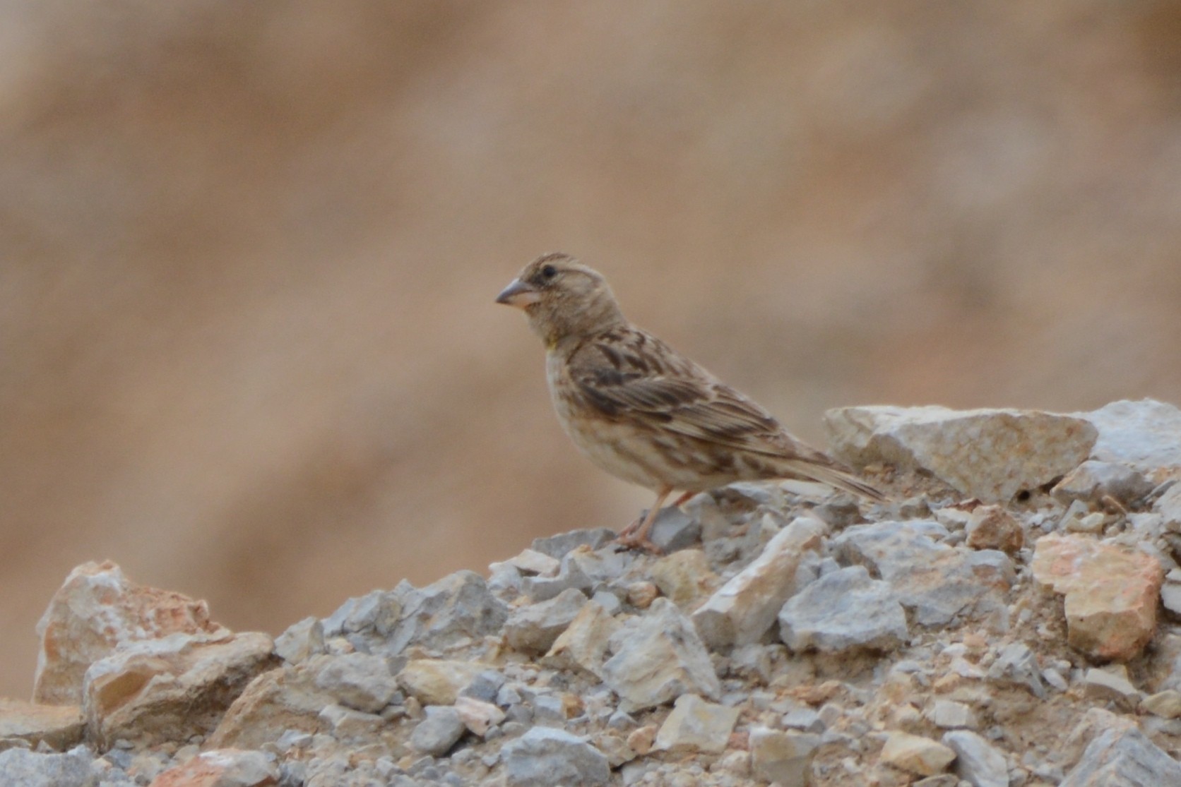Rock Sparrow — Ana fotoğraf
