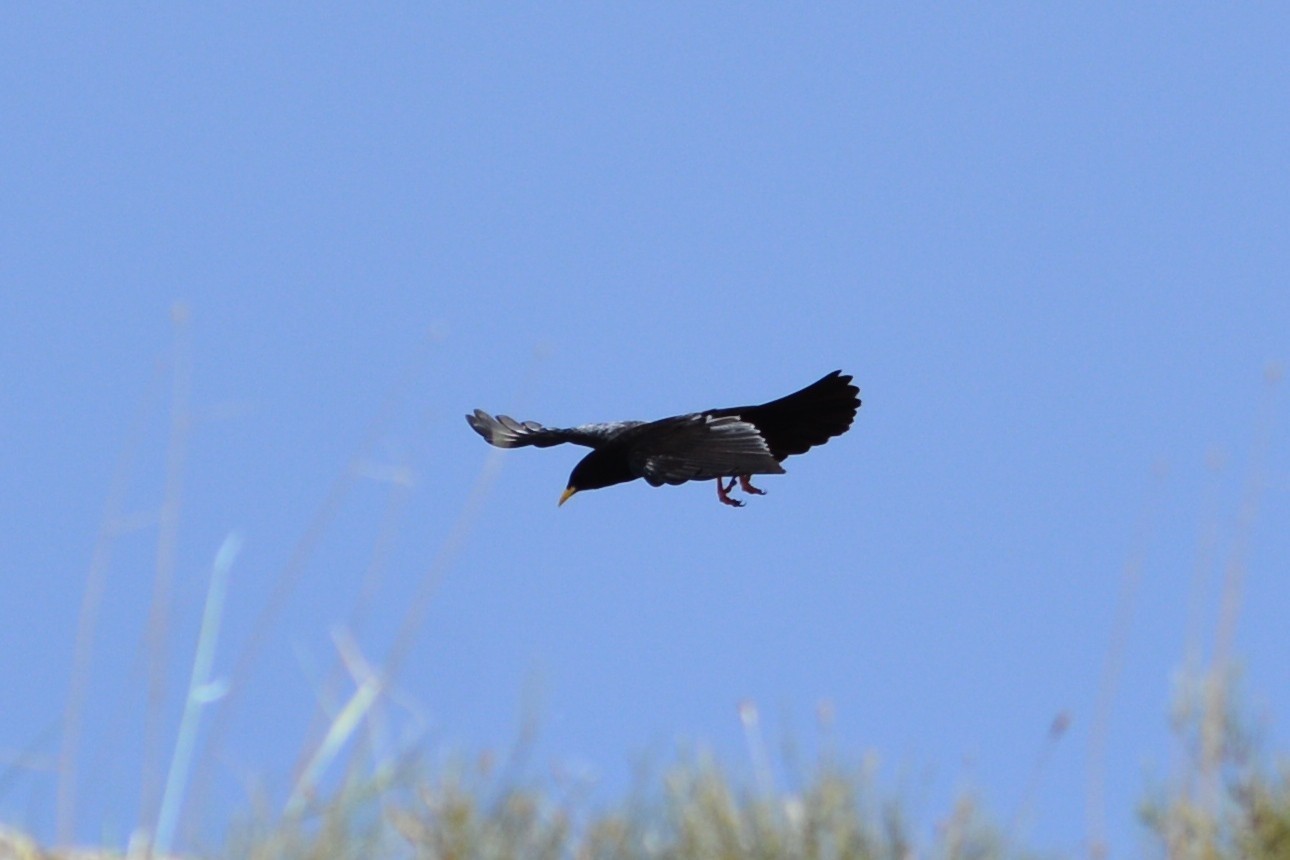 Yellow-billed Chough
