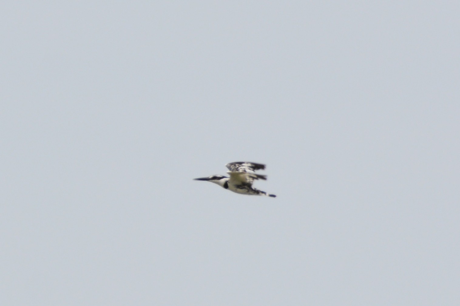 Pied Kingfisher