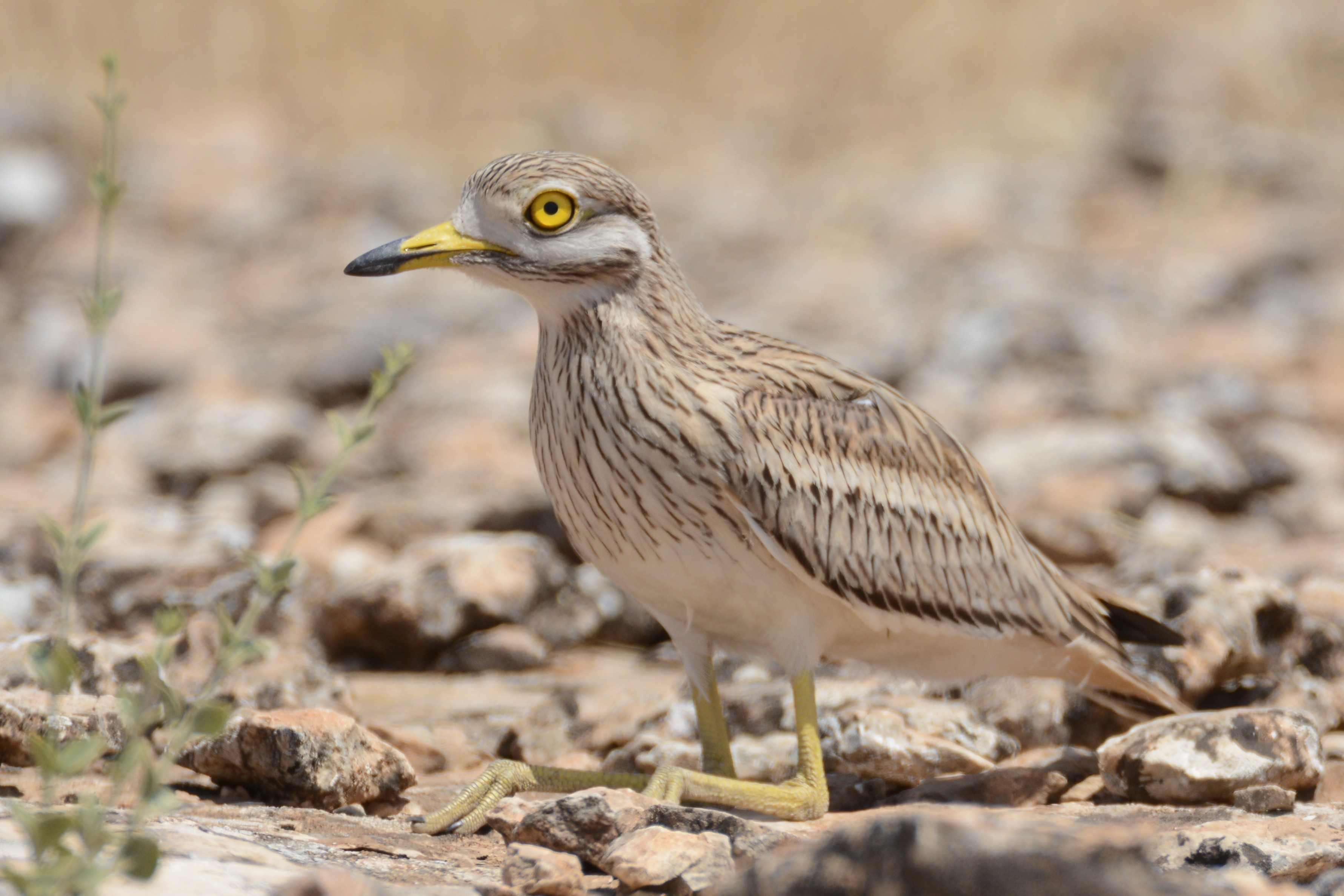 Eurasian Thick-knee