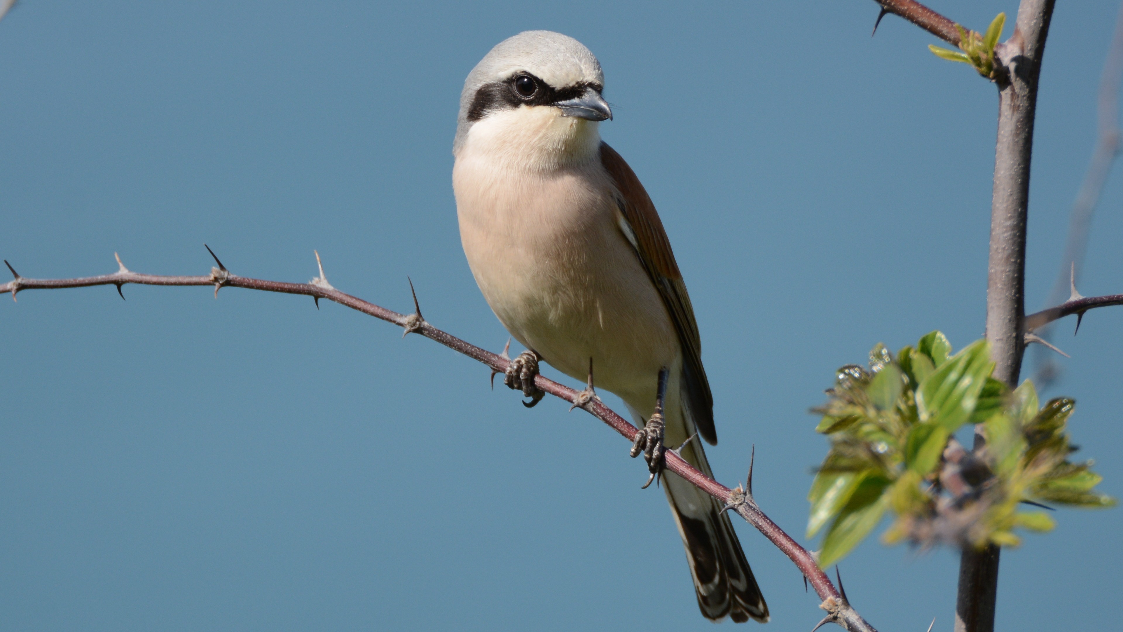 Red-backed Shrike