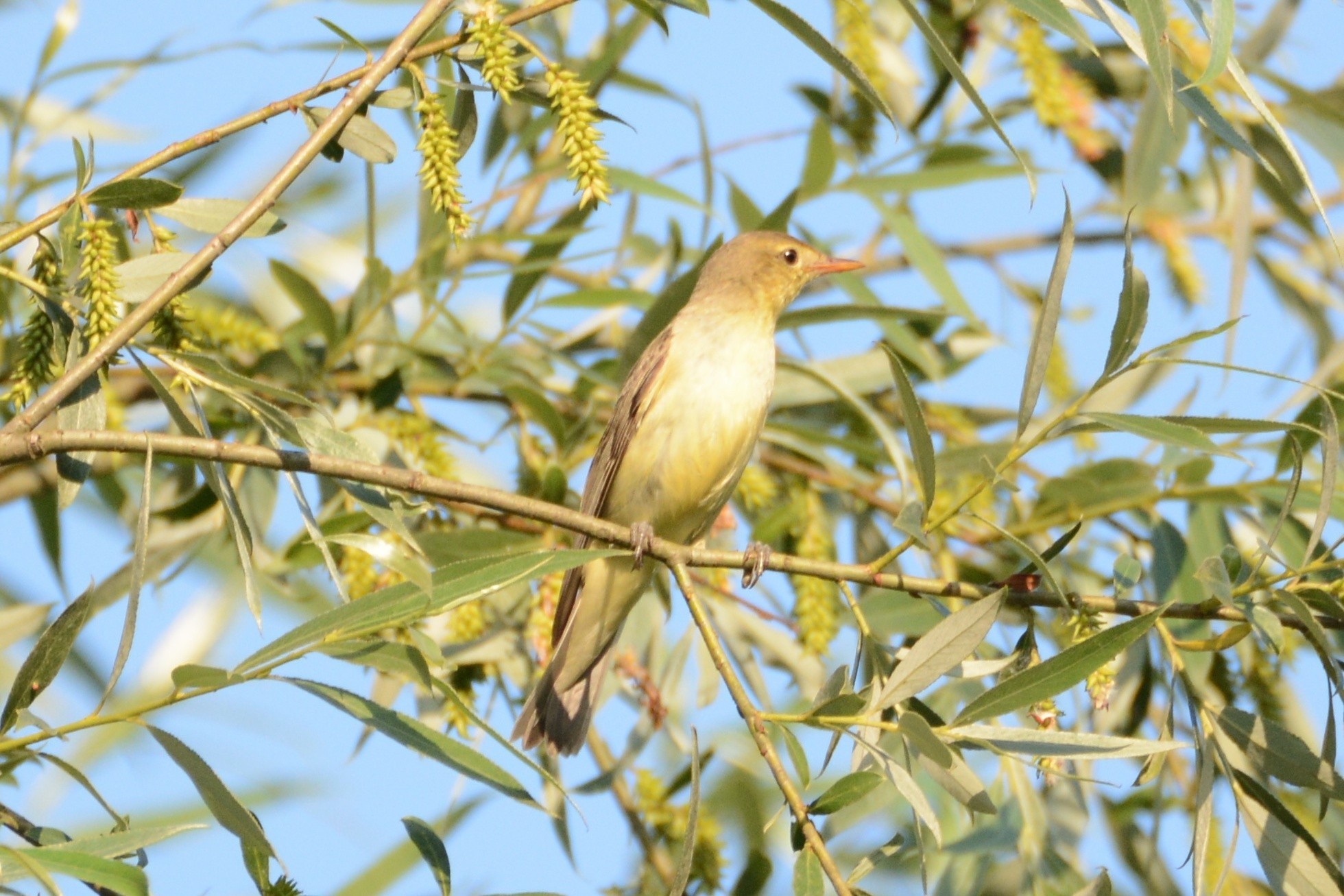 Icterine Warbler