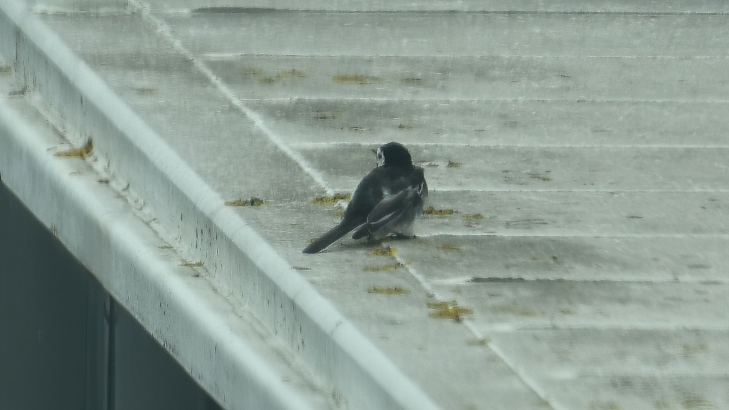 White Wagtail