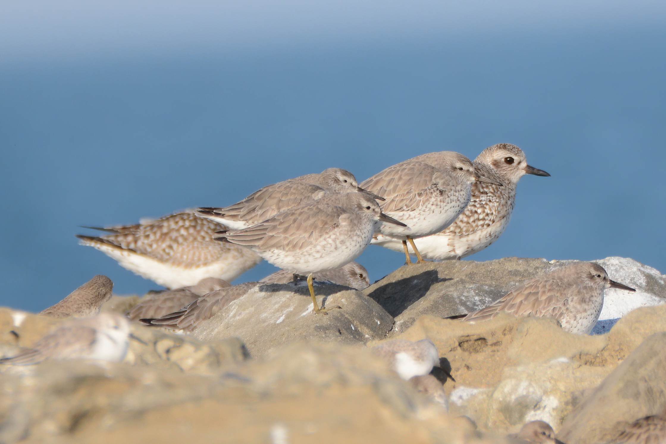 Red Knot