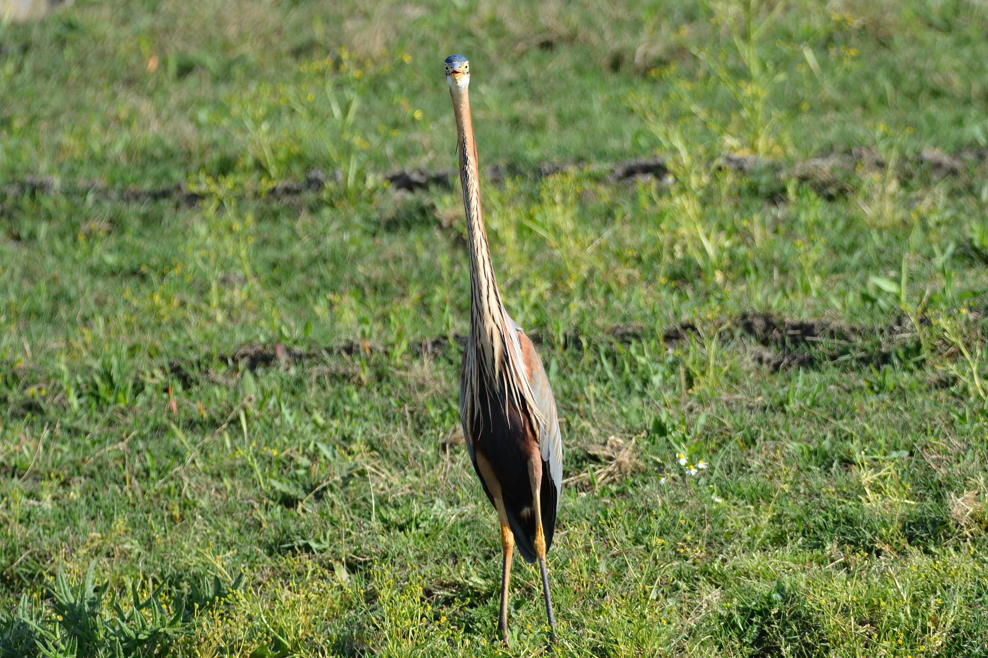 Purple Heron