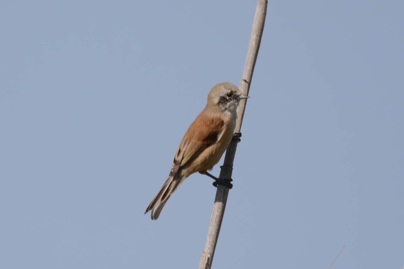 Eurasian Penduline-Tit