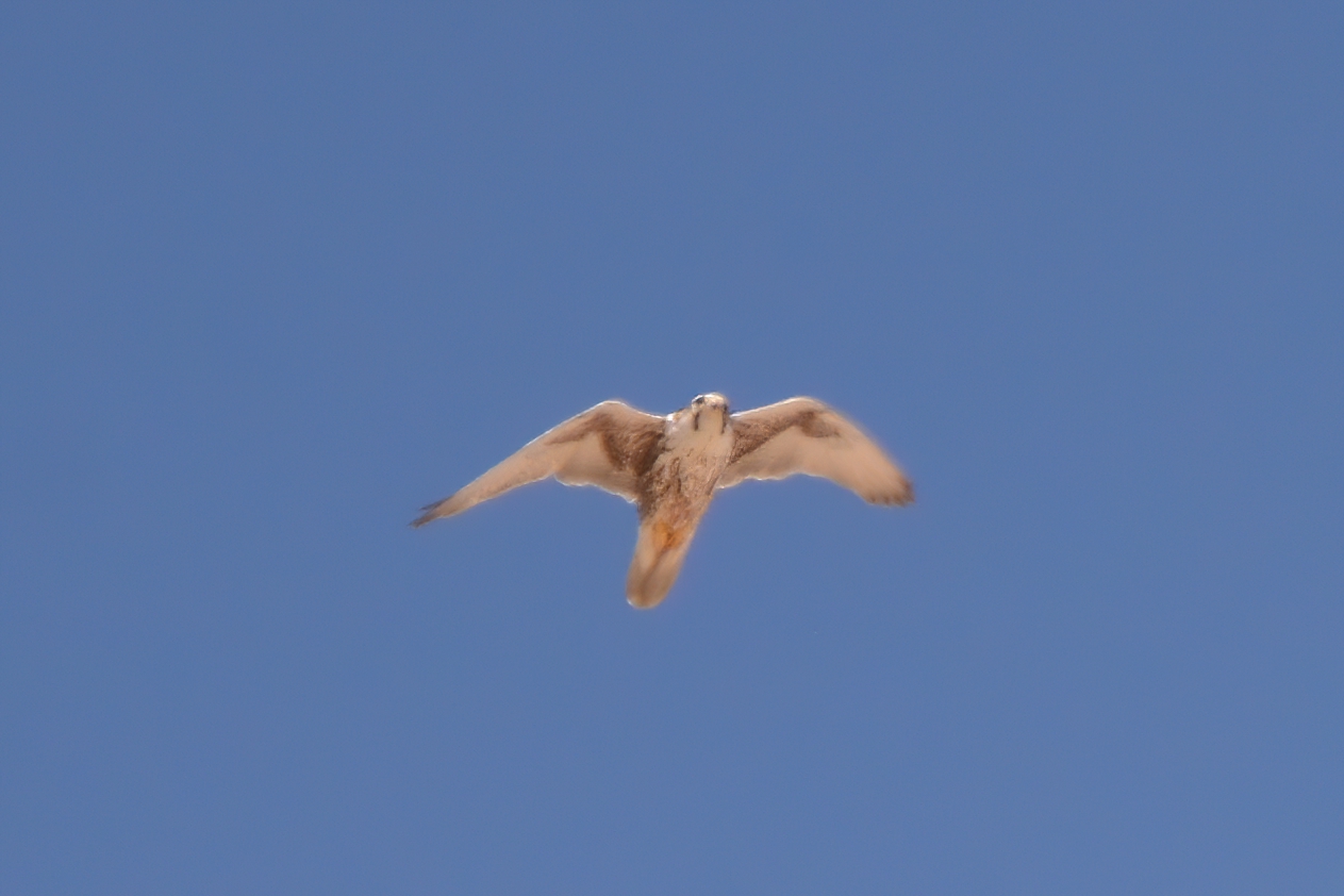 Saker Falcon