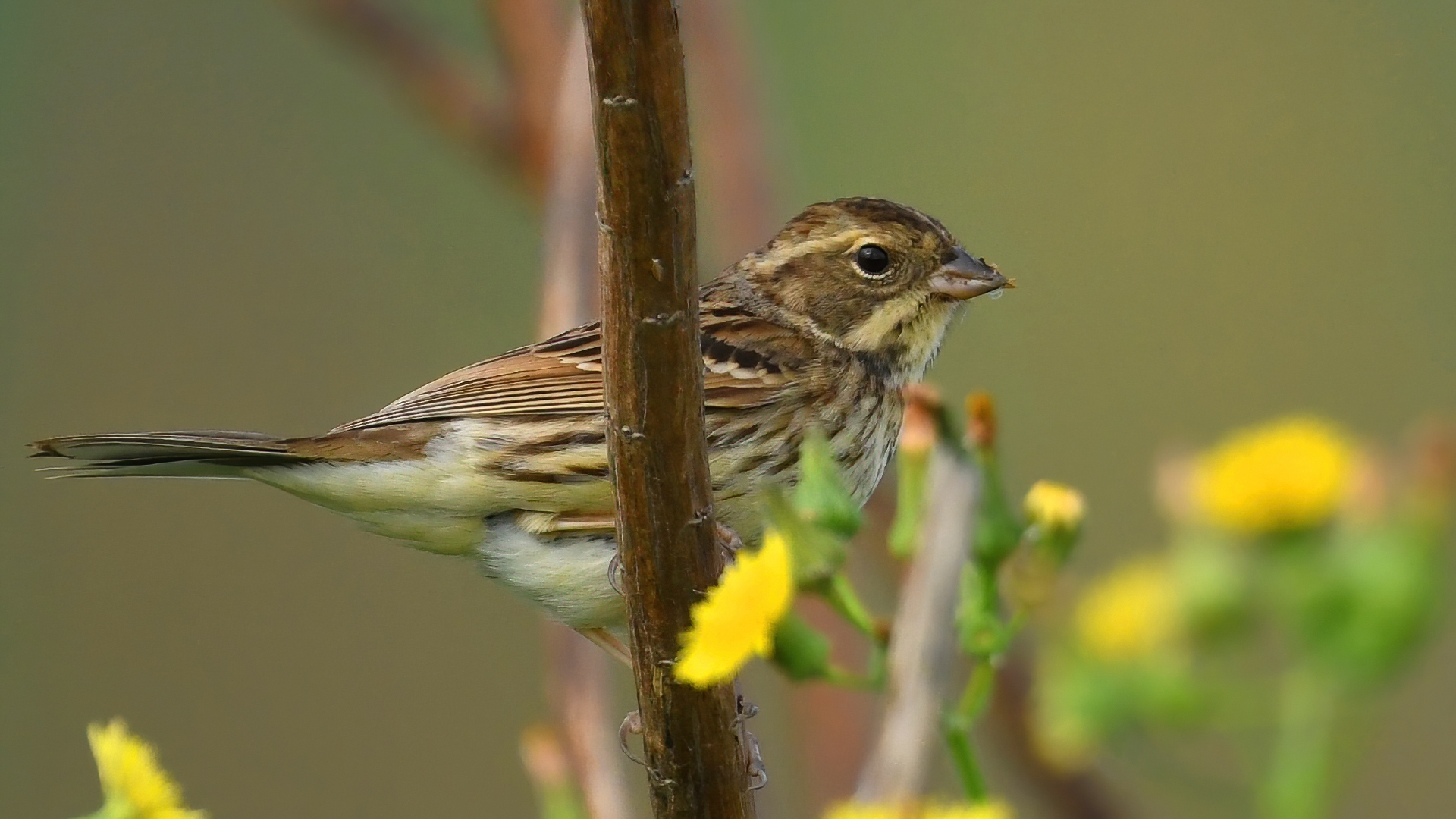 Little Bunting