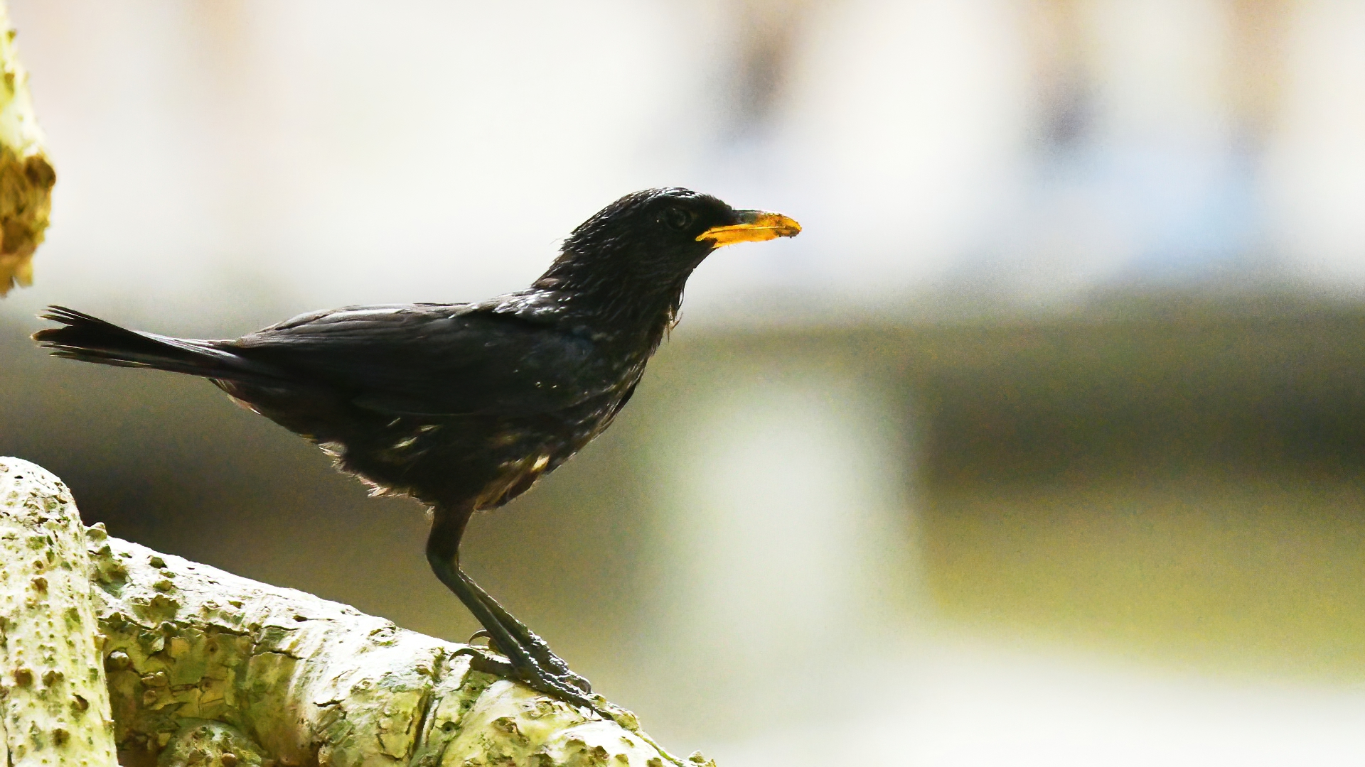 Büyük Islıkçı Bülbülü - Myophonus caeruleus - Blue Whistling-Thrush