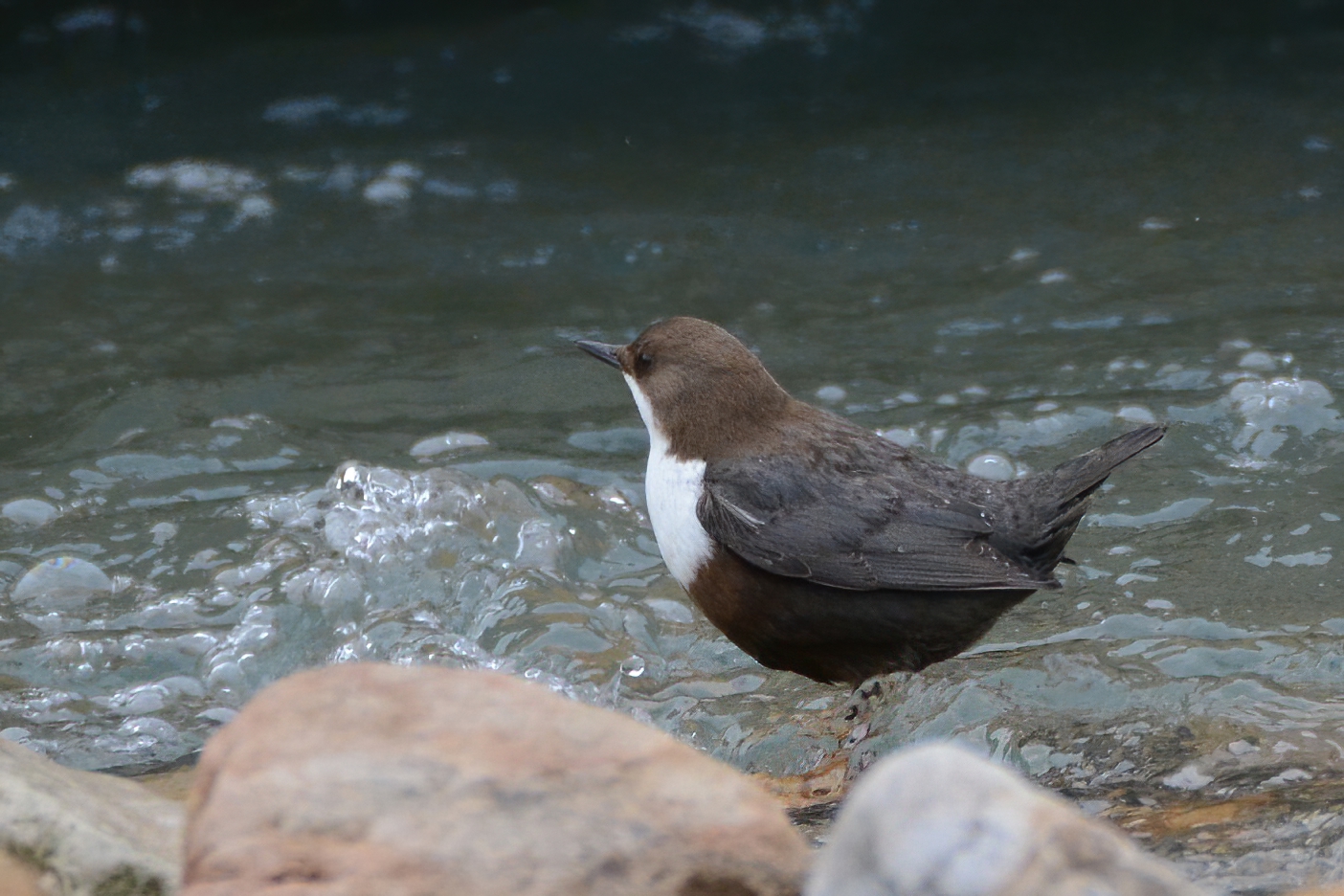 White-throated Dipper