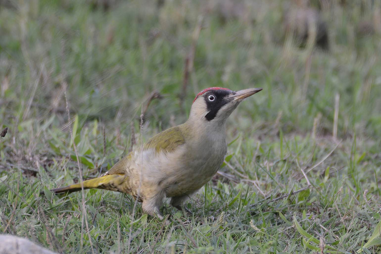 Eurasian Green Woodpecker