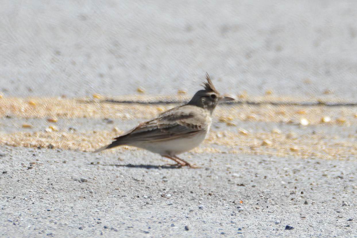Crested Lark