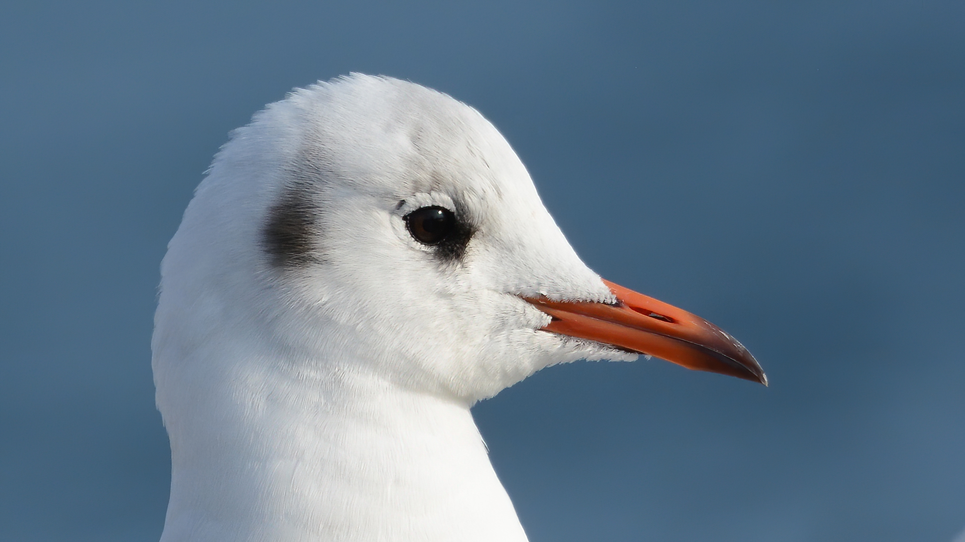 Black-headed Gull
