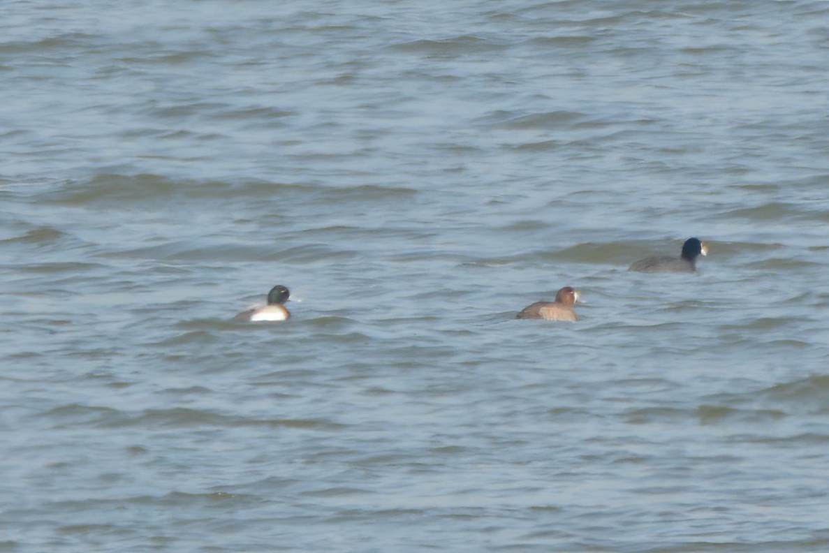 Greater Scaup