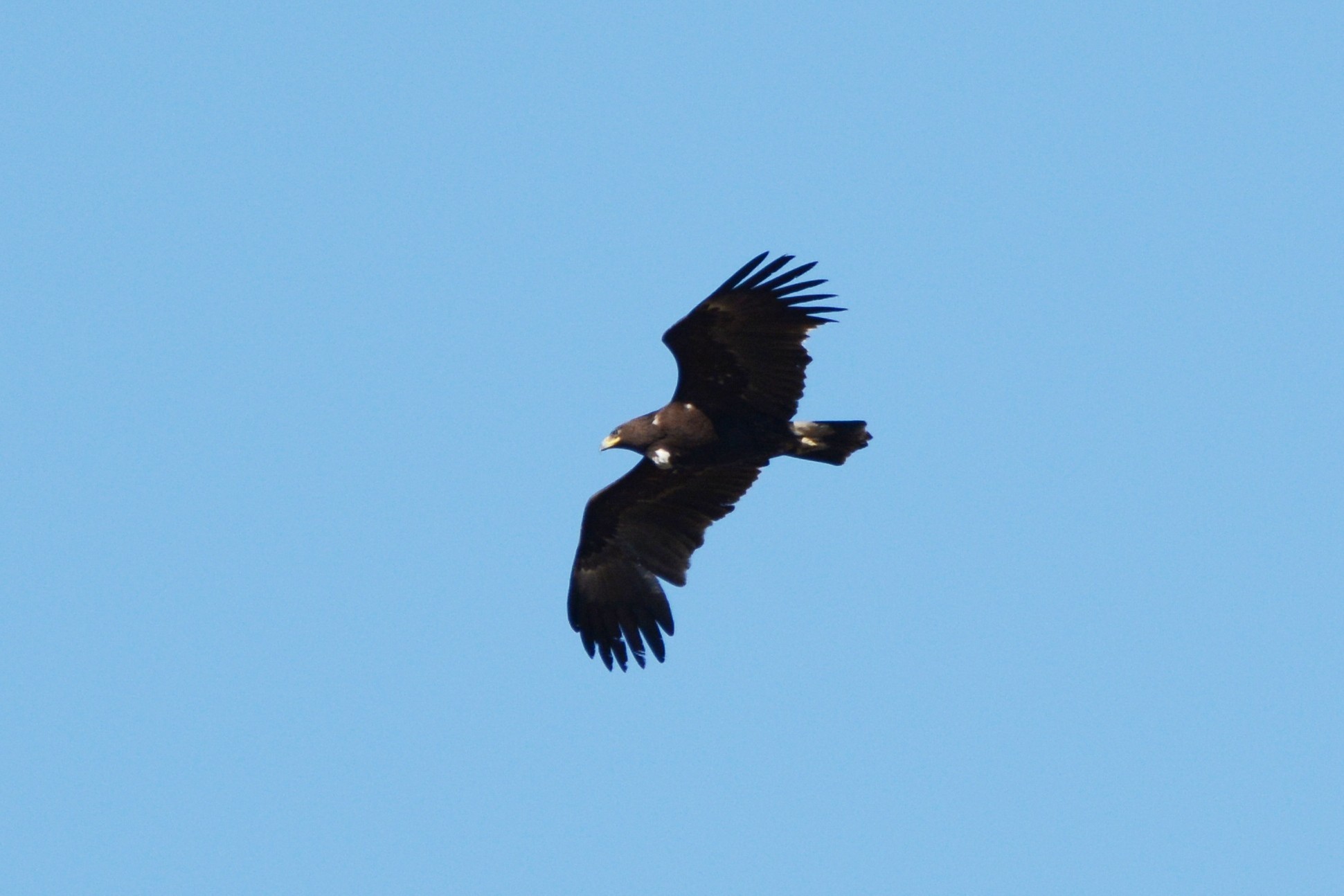 Greater Spotted Eagle