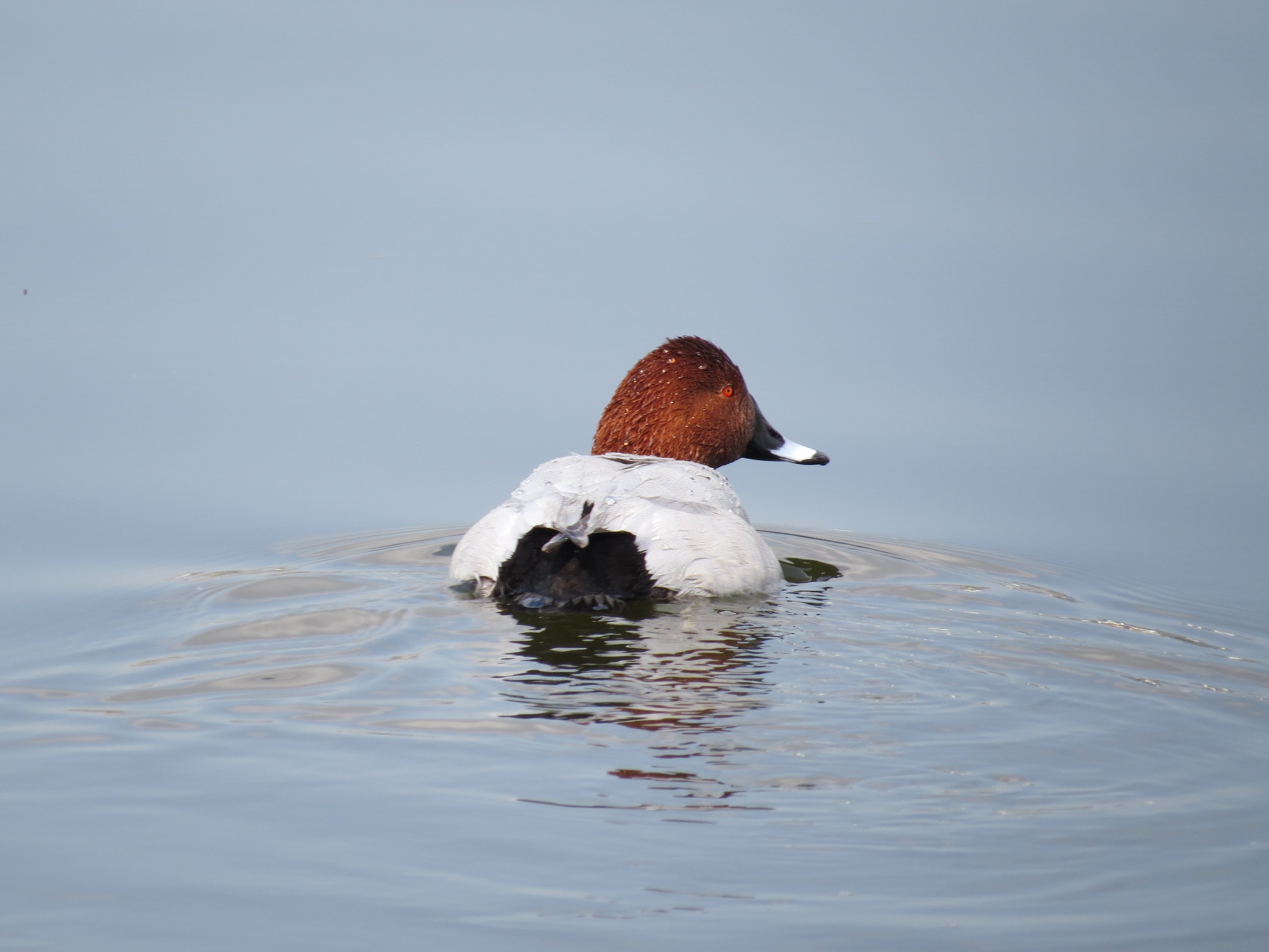 Common Pochard