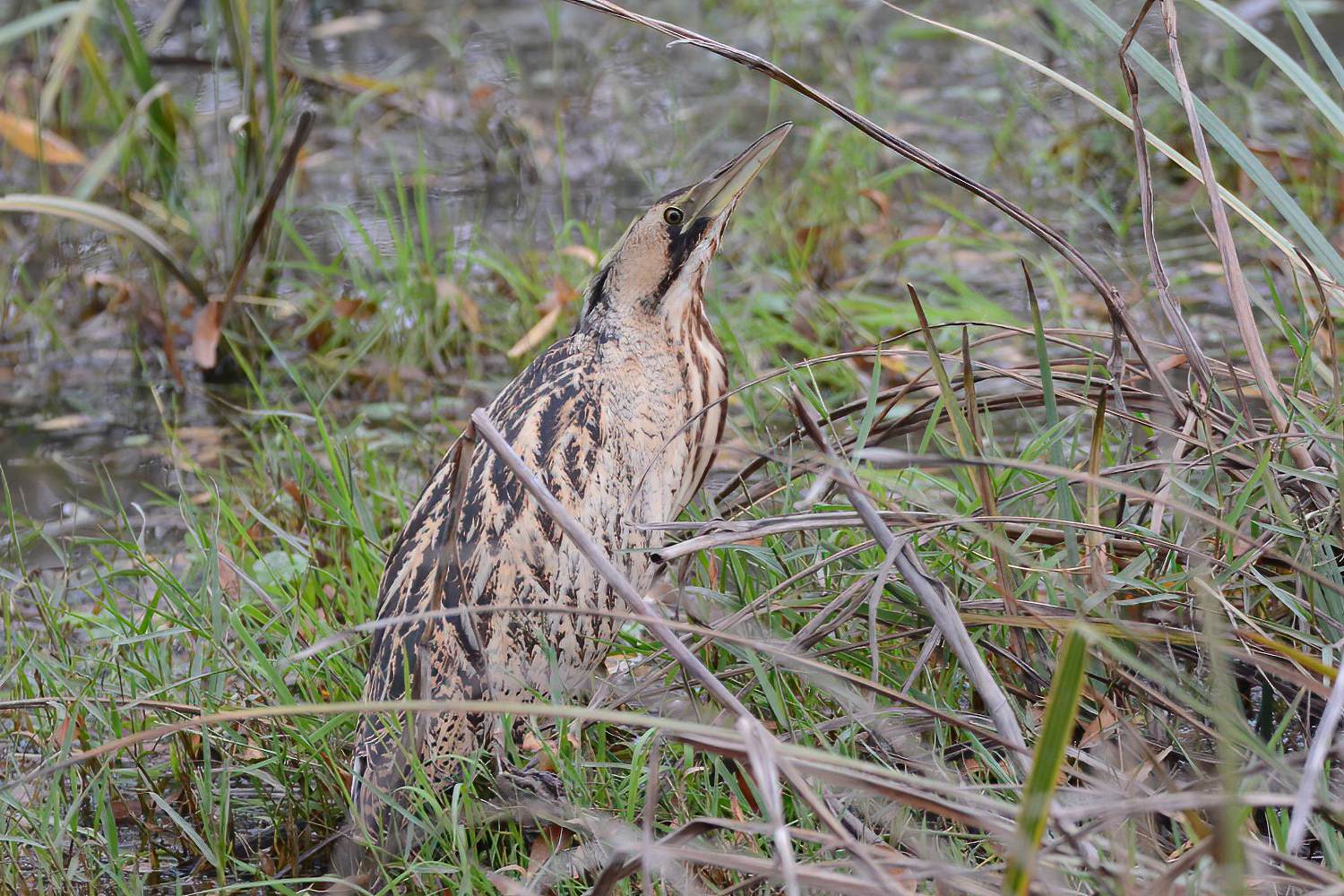 Great Bittern