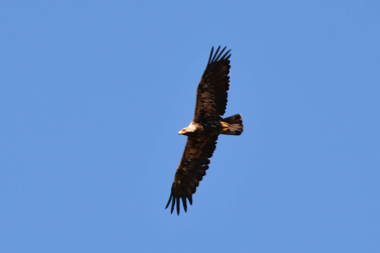 Imperial Eagle