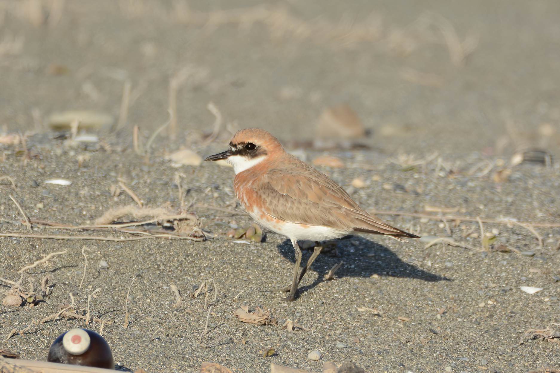 Greater Sand-Plover — Ana fotoğraf