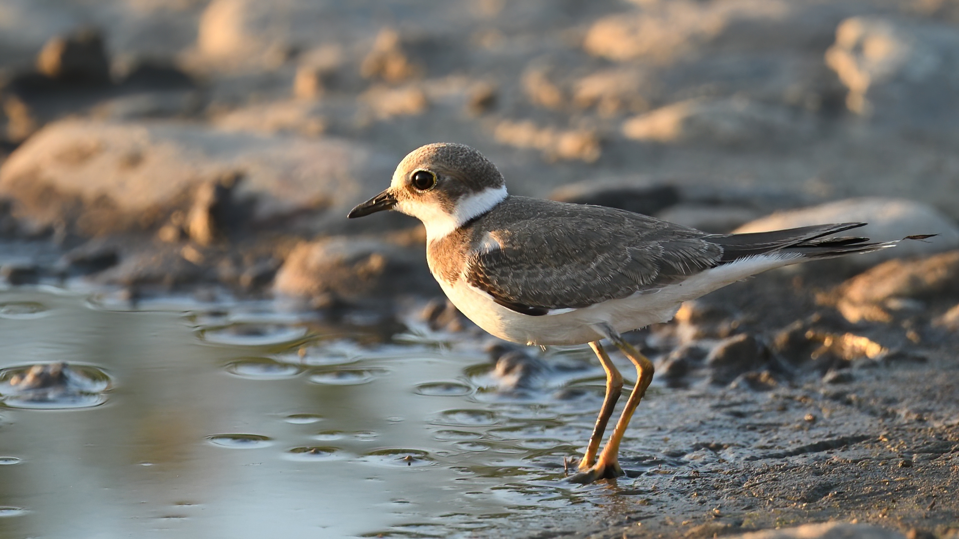 Little Ringed Plover