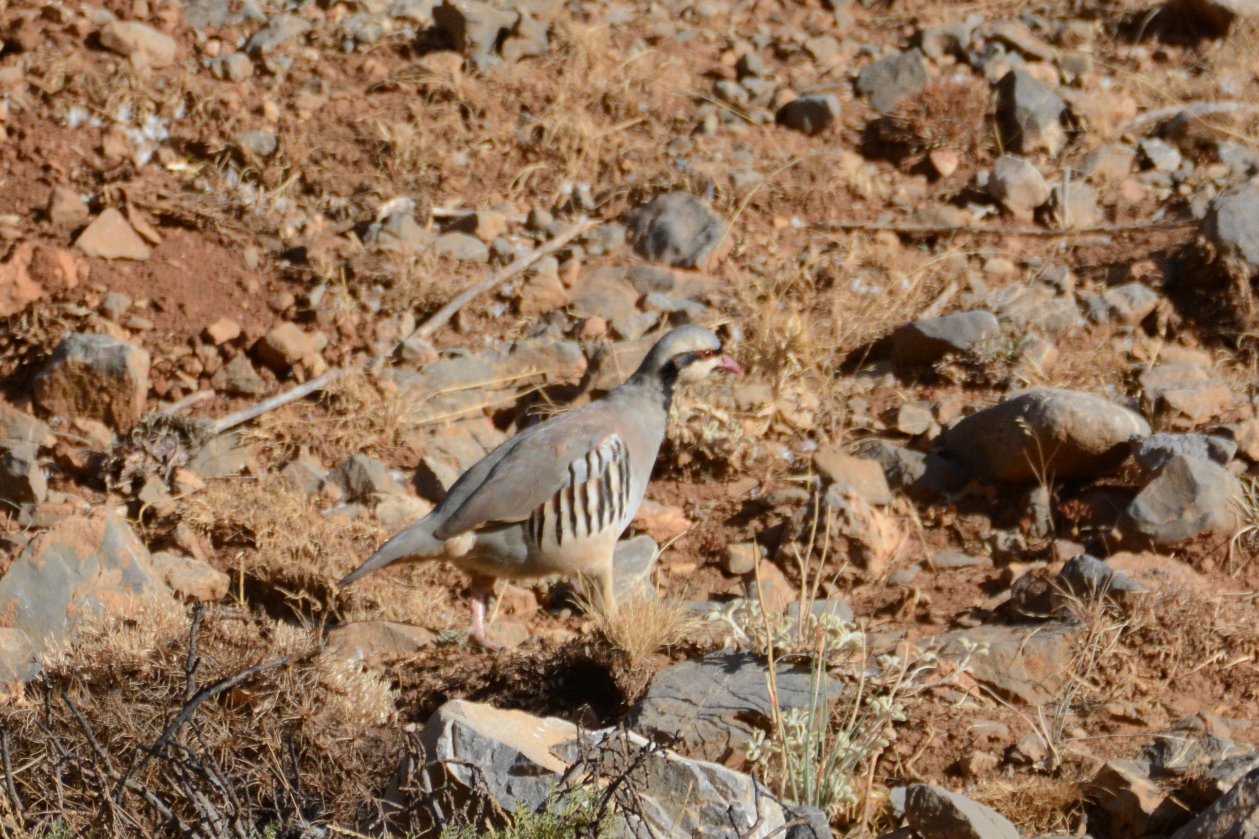 Chukar