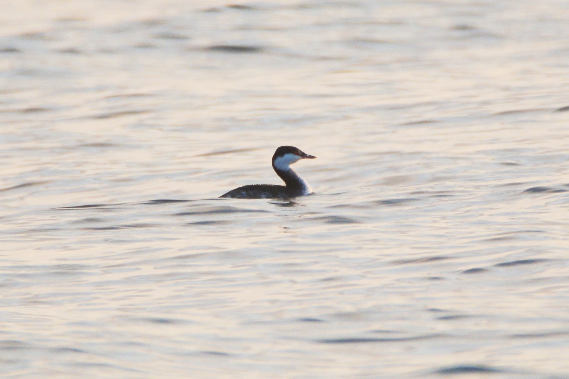 Horned Grebe
