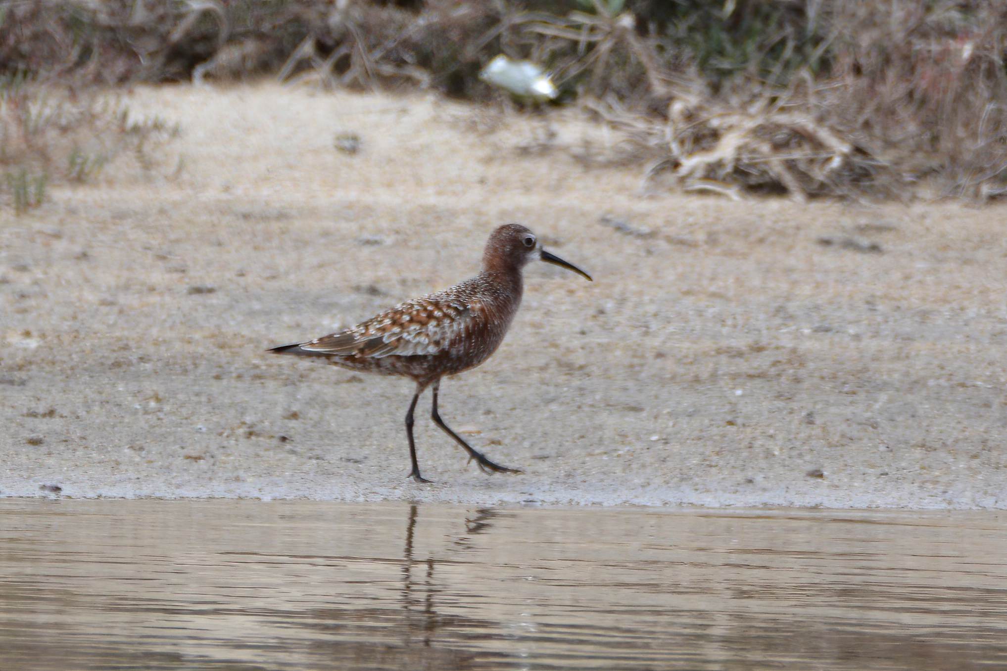 Curlew Sandpiper