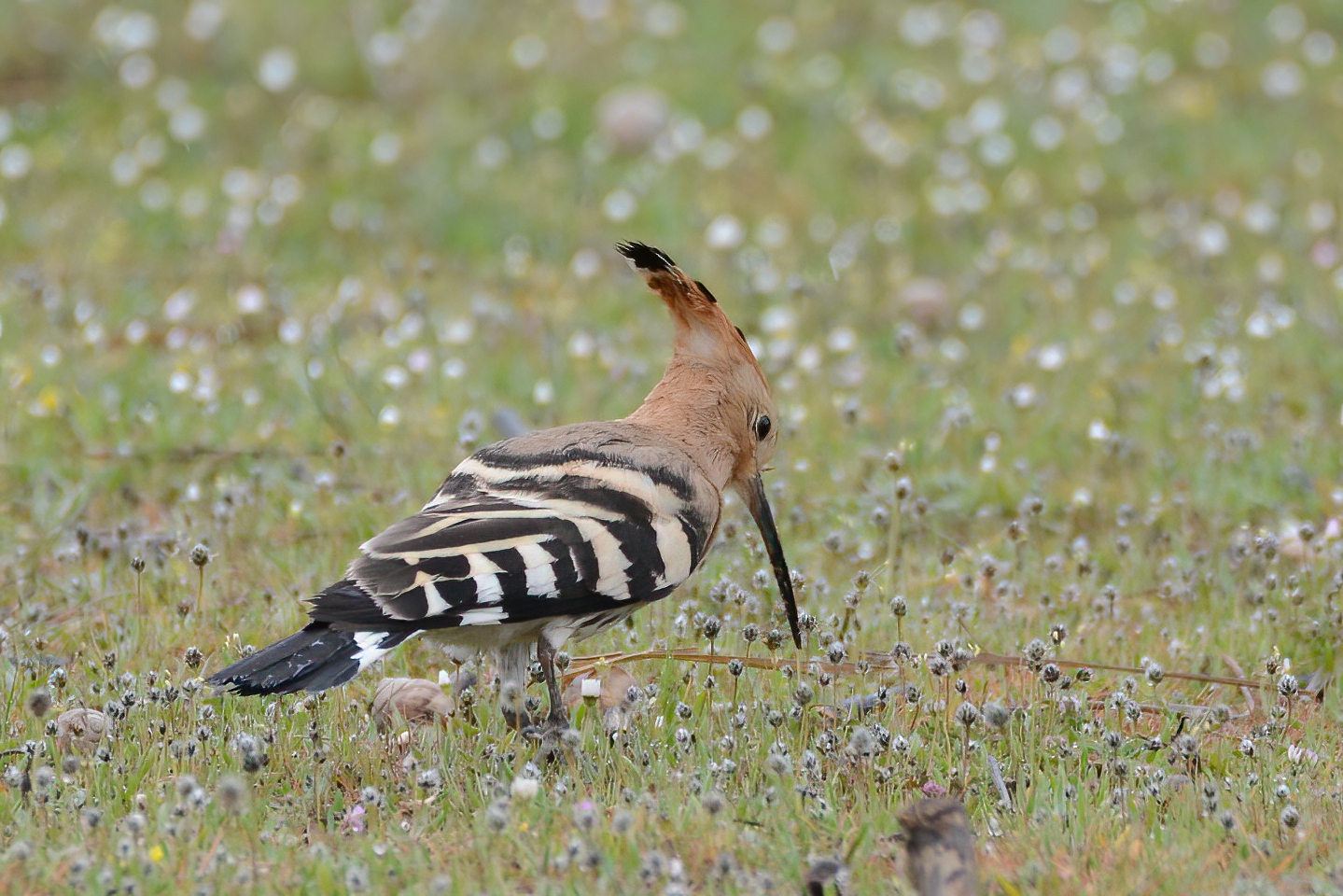 Eurasian Hoopoe