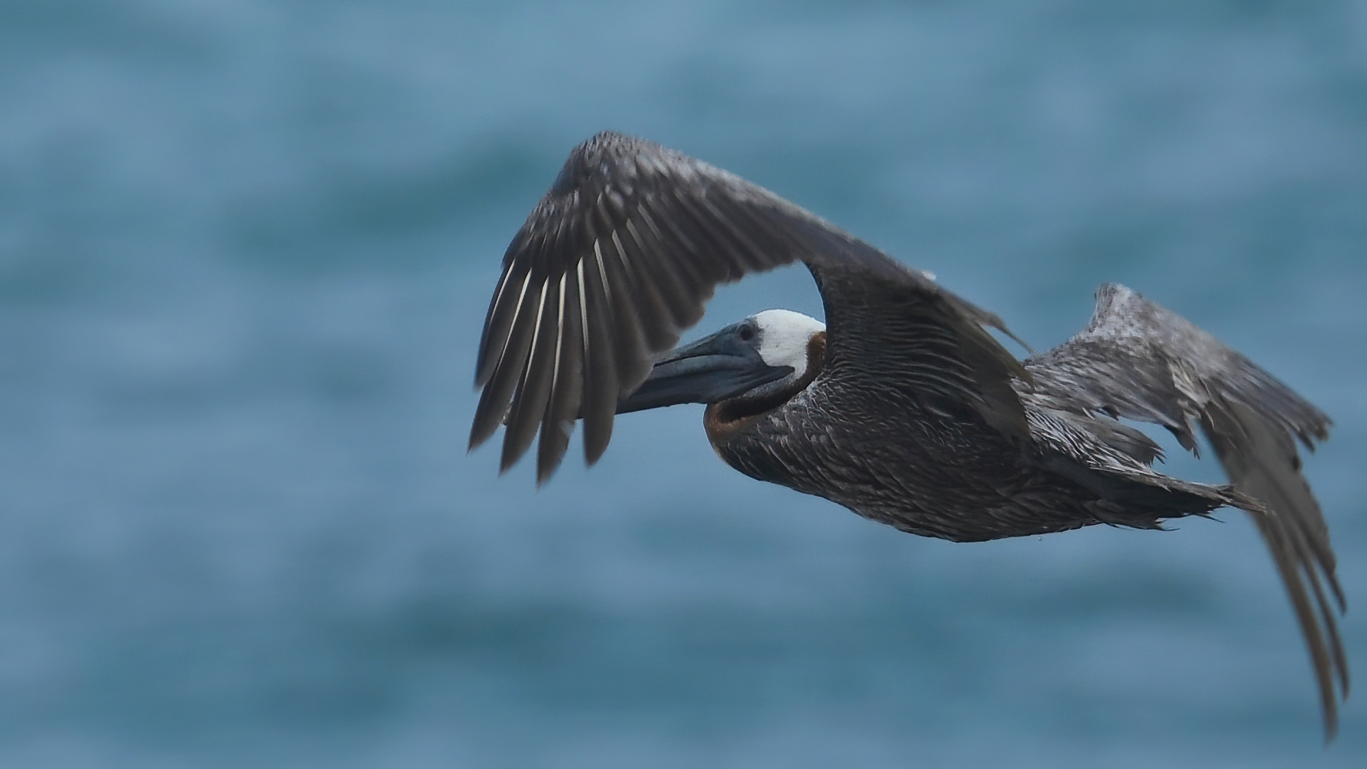 Brown Pelican