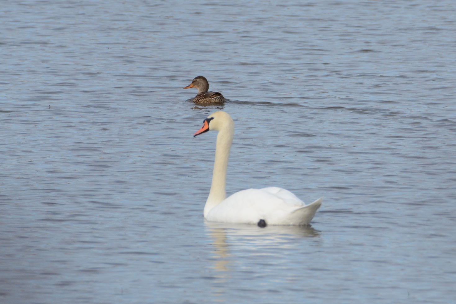 Mute Swan