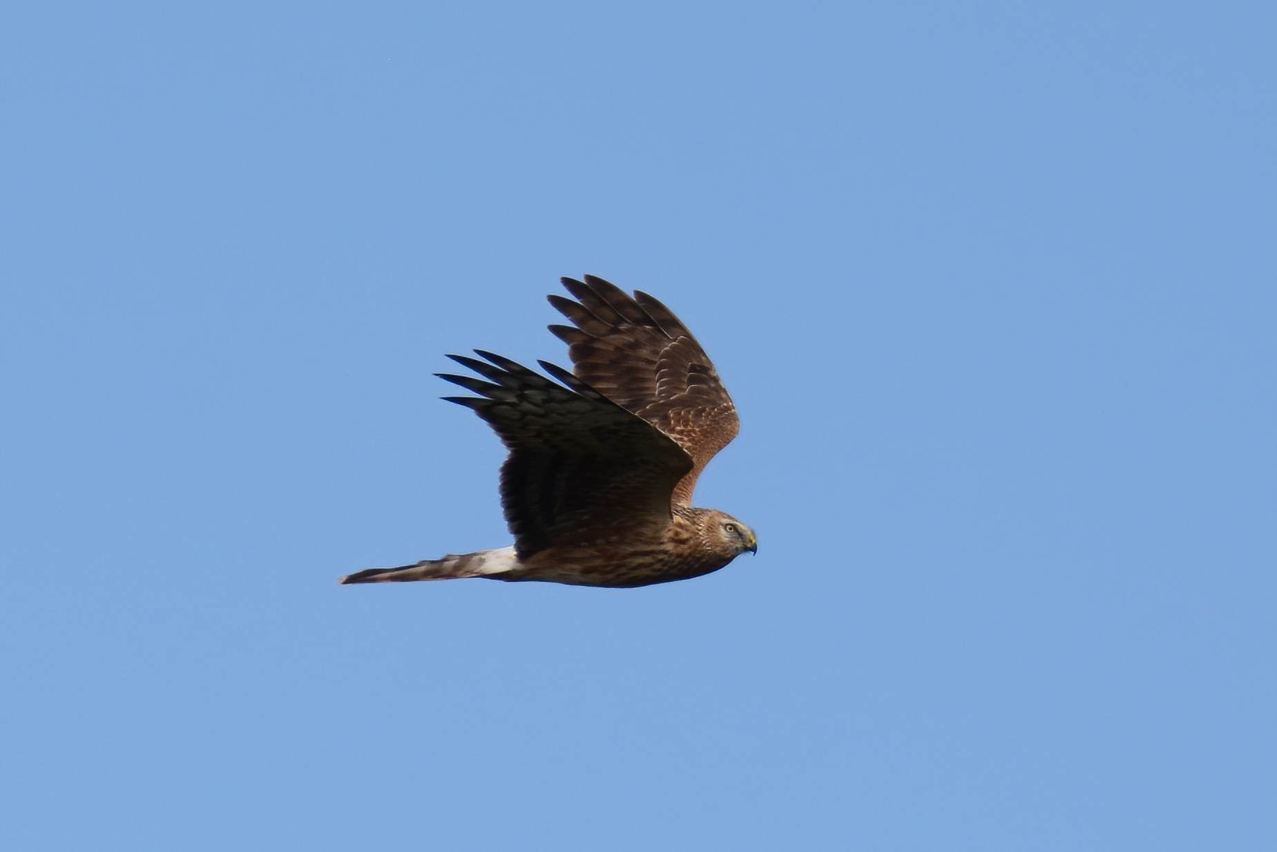 Hen Harrier