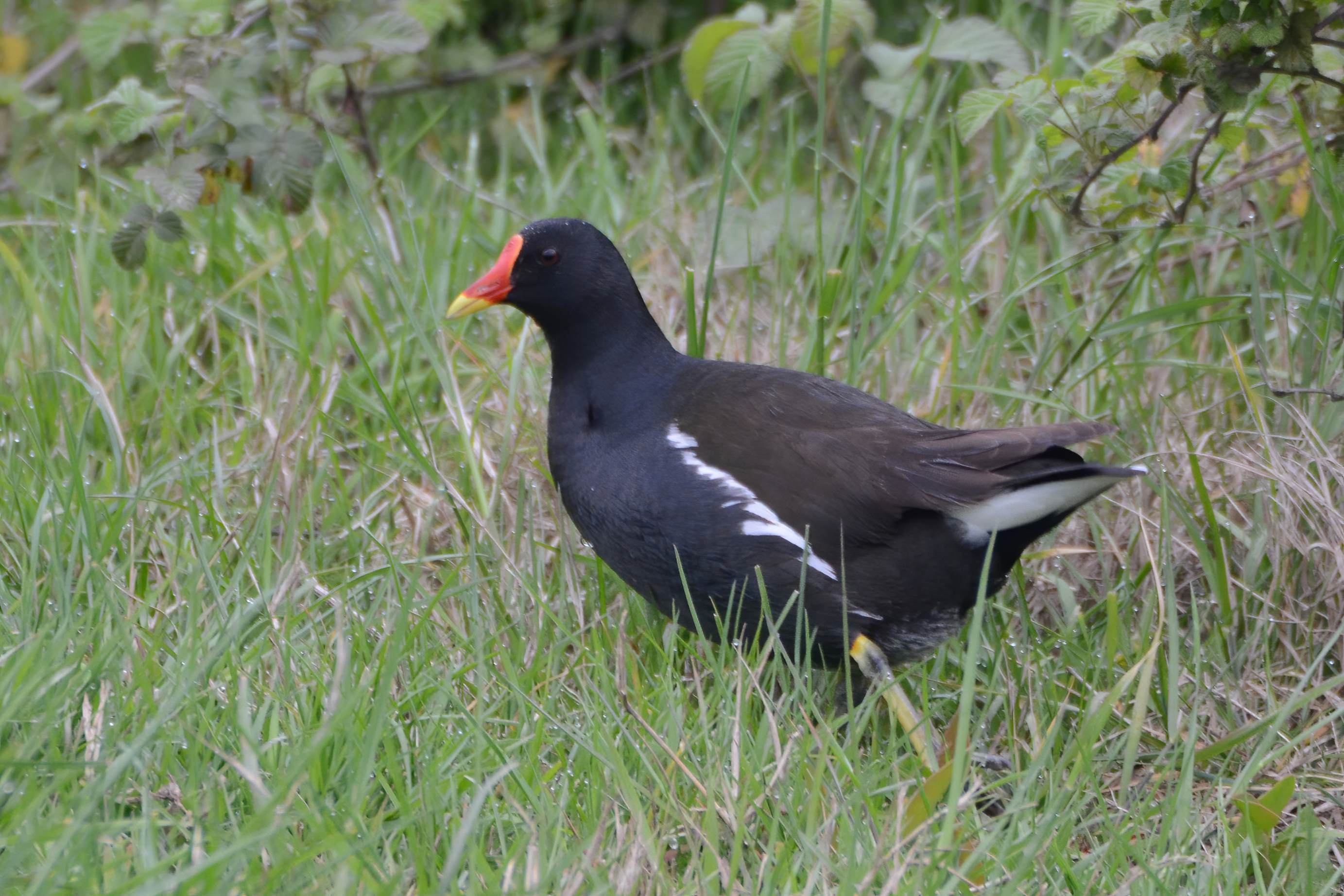 Eurasian Moorhen