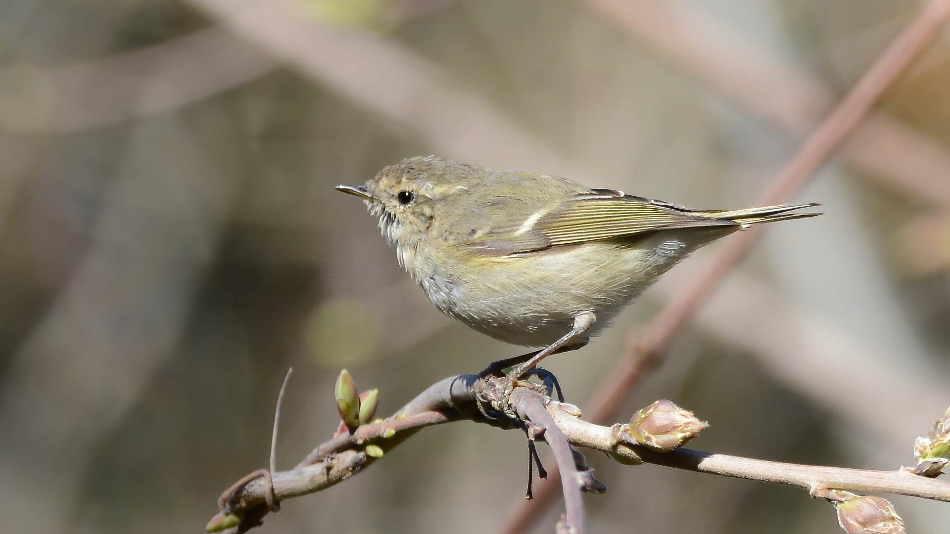 Hume's Warbler