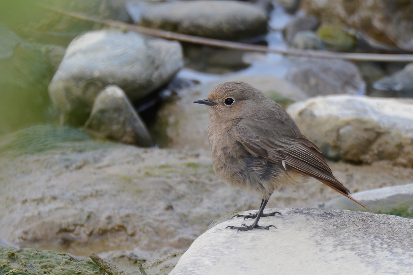 Black Redstart