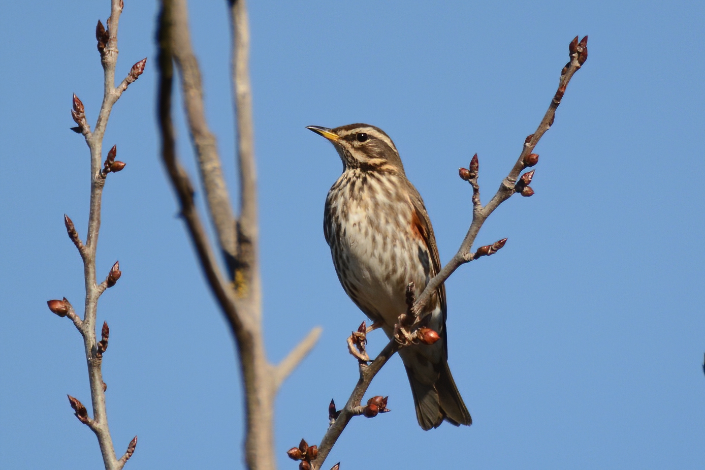 Redwing