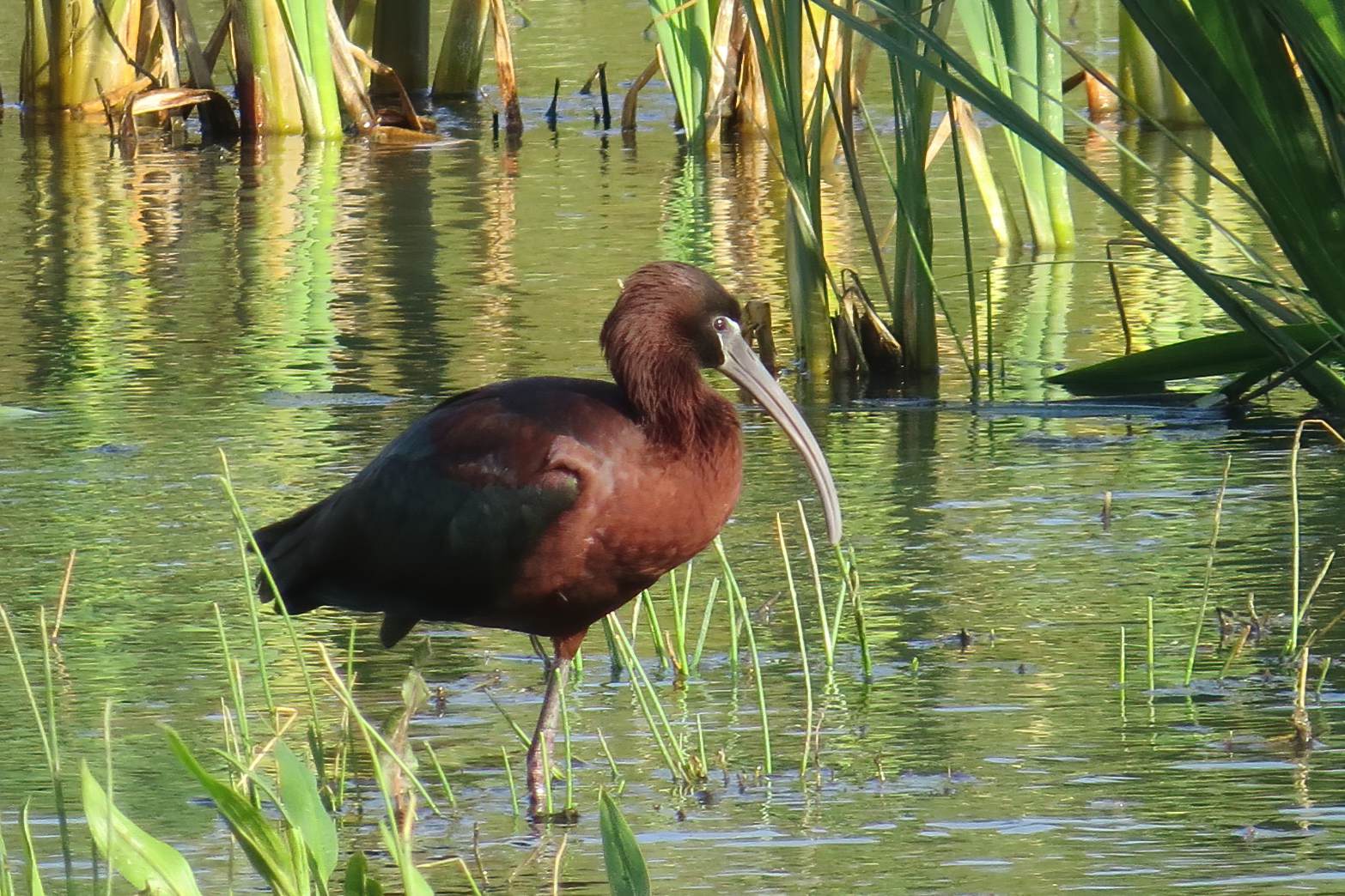Glossy Ibis