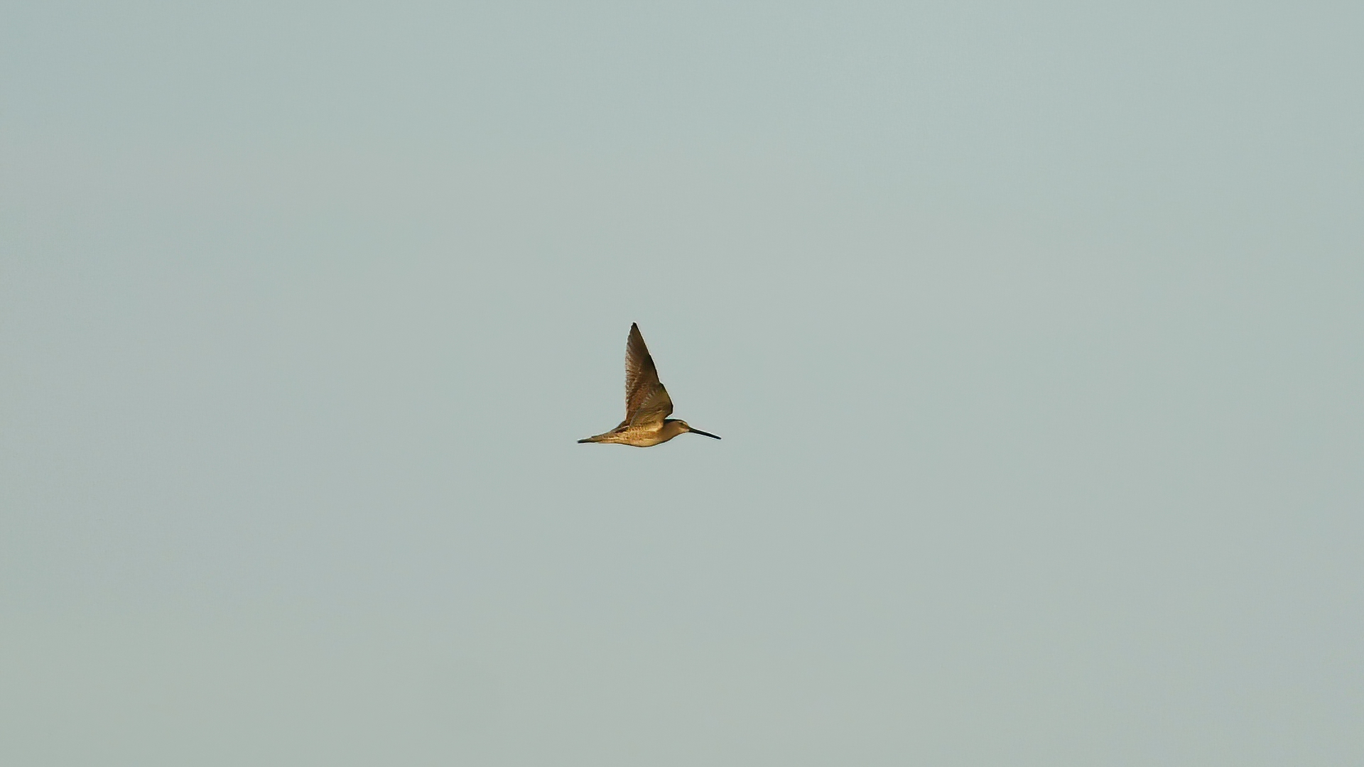 Long-billed Dowitcher