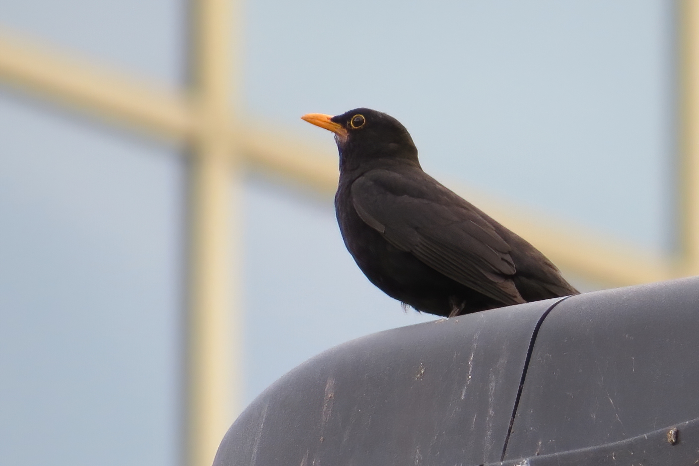 Eurasian Blackbird