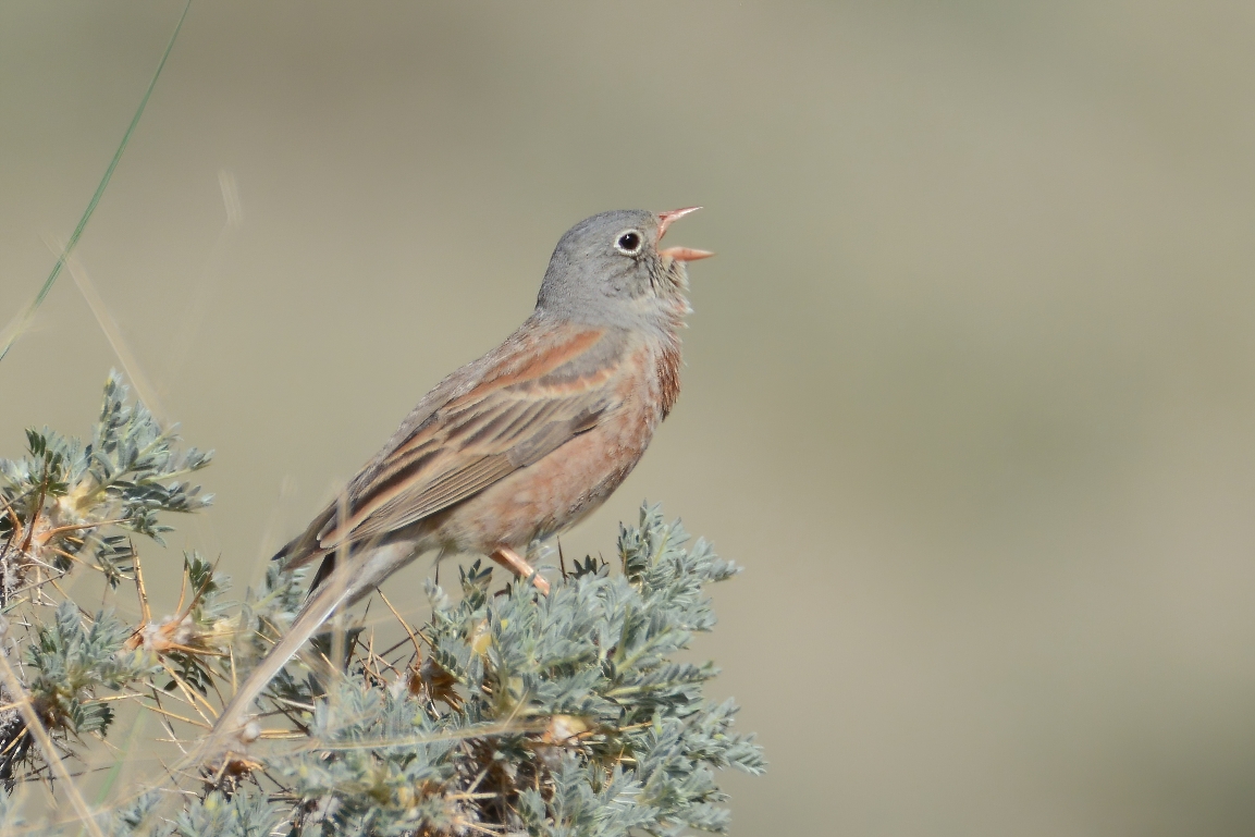 Gray-necked Bunting