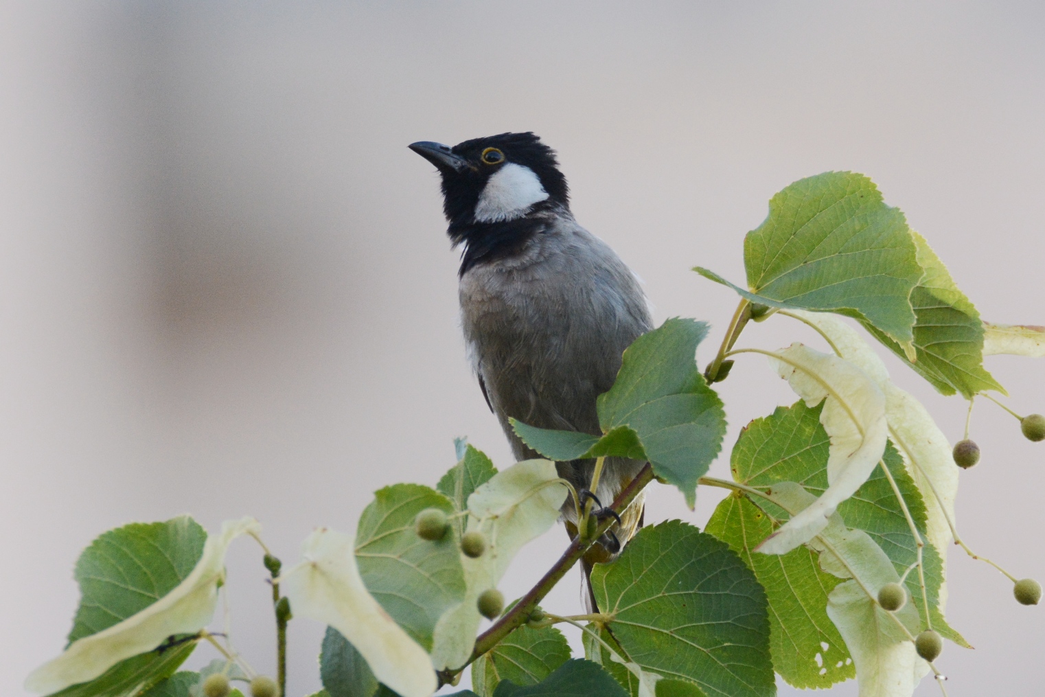 White-eared Bulbul