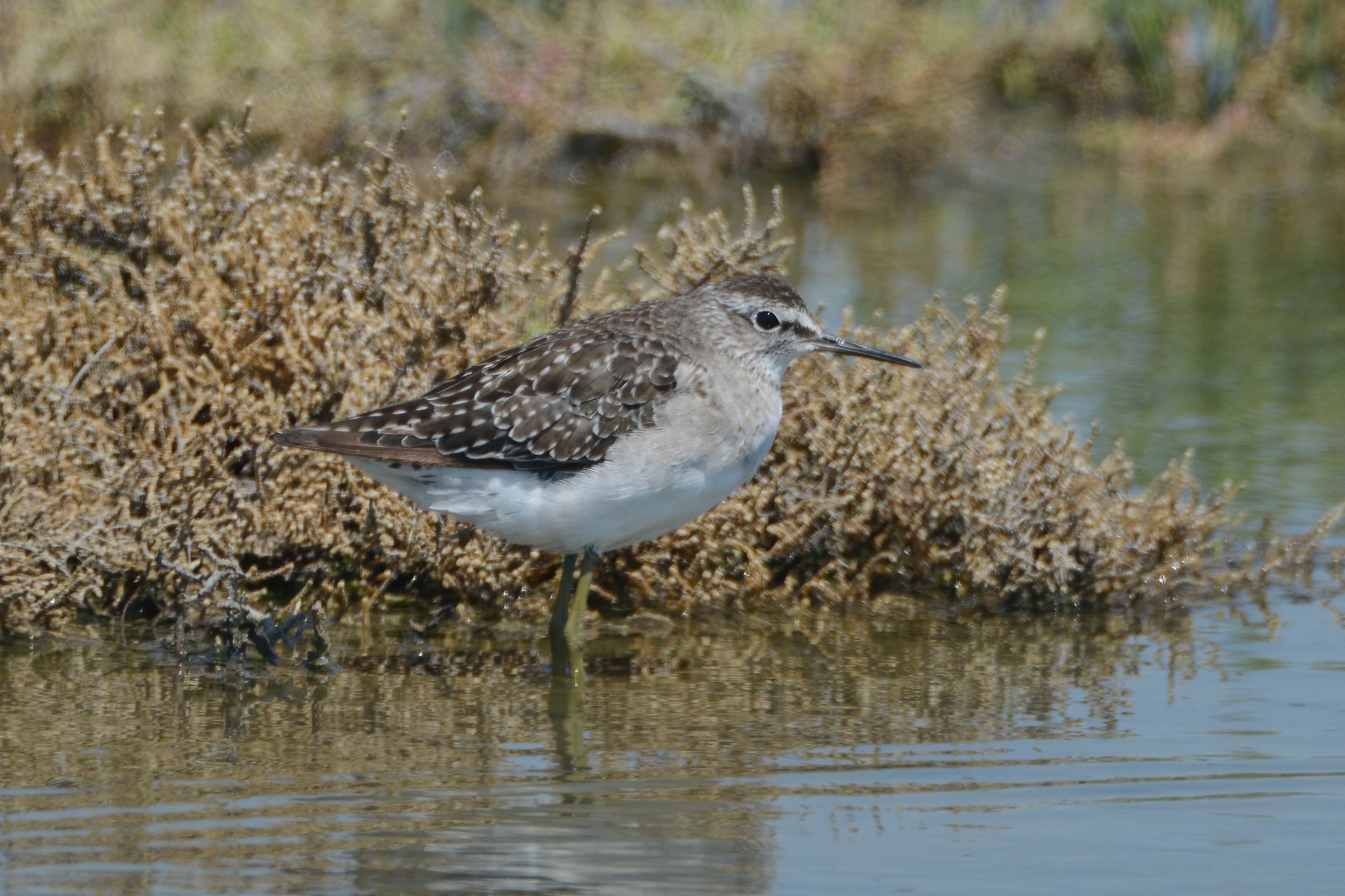 Wood Sandpiper