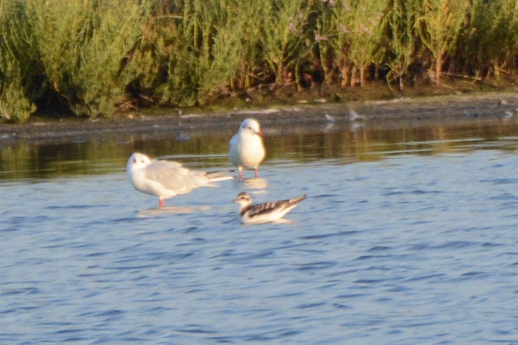 Little Gull